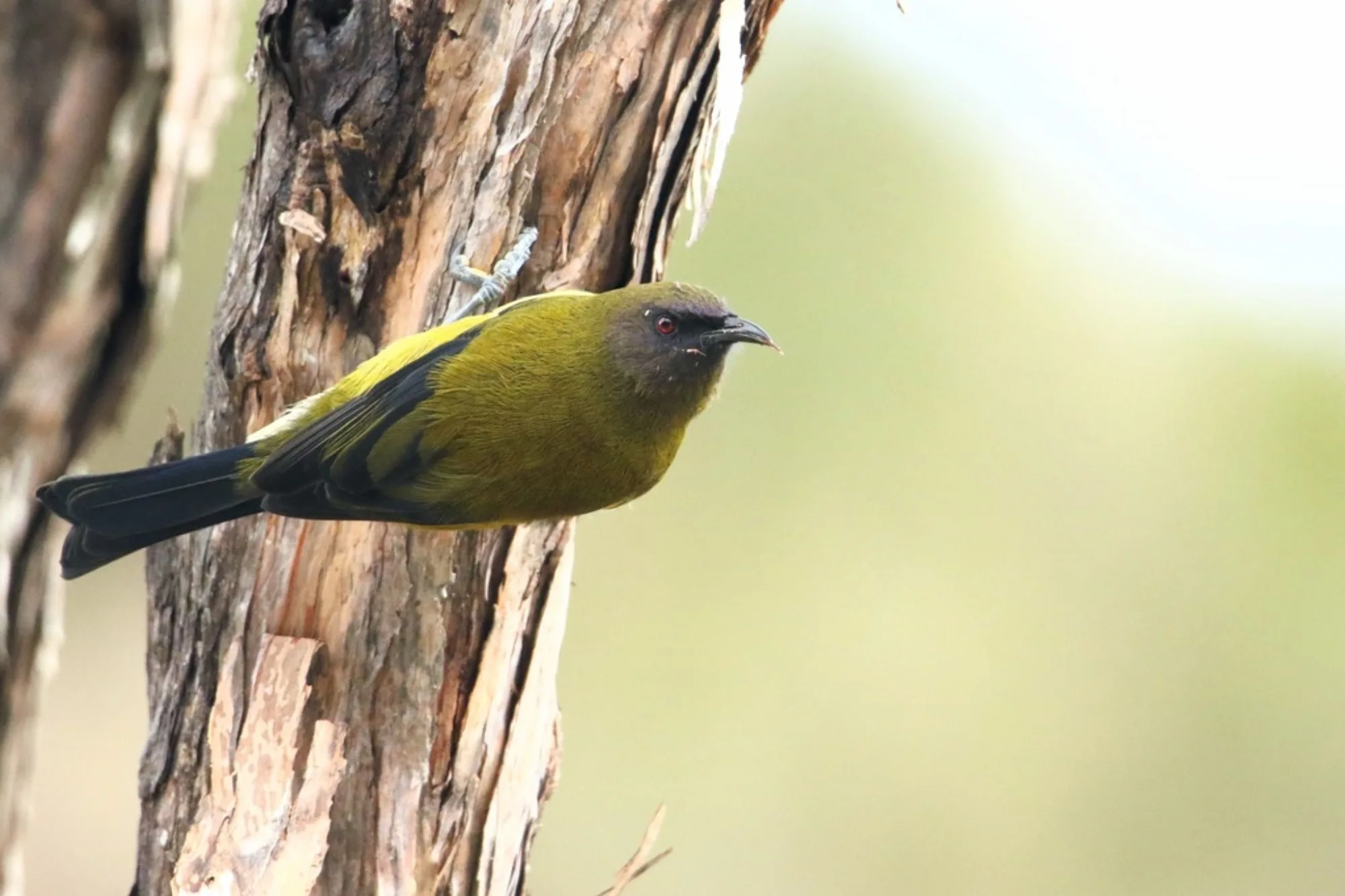 New Zealand Bellbird