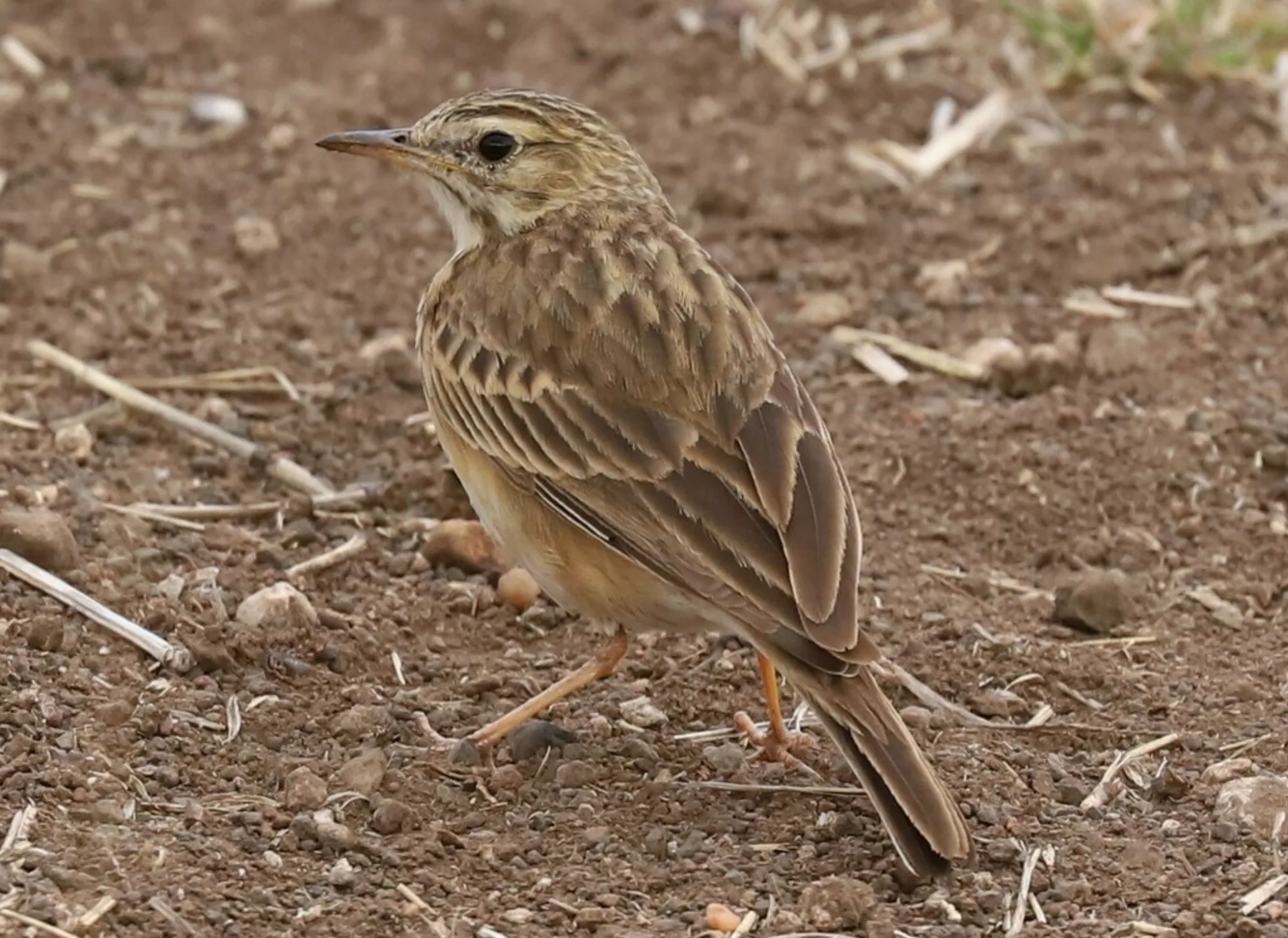 African Pipit