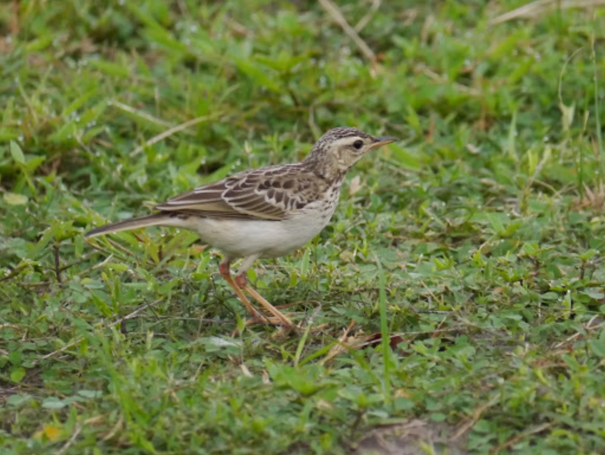 Long-legged Pipit
