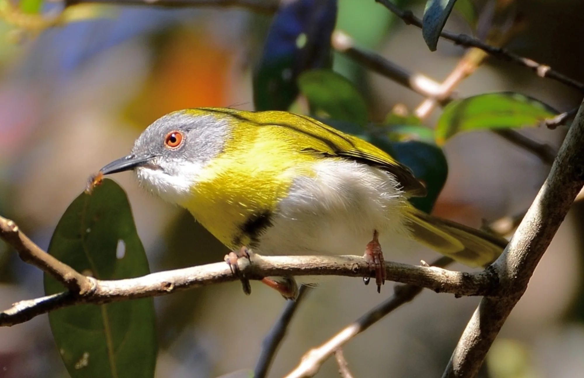 Yellow-breasted Apalis