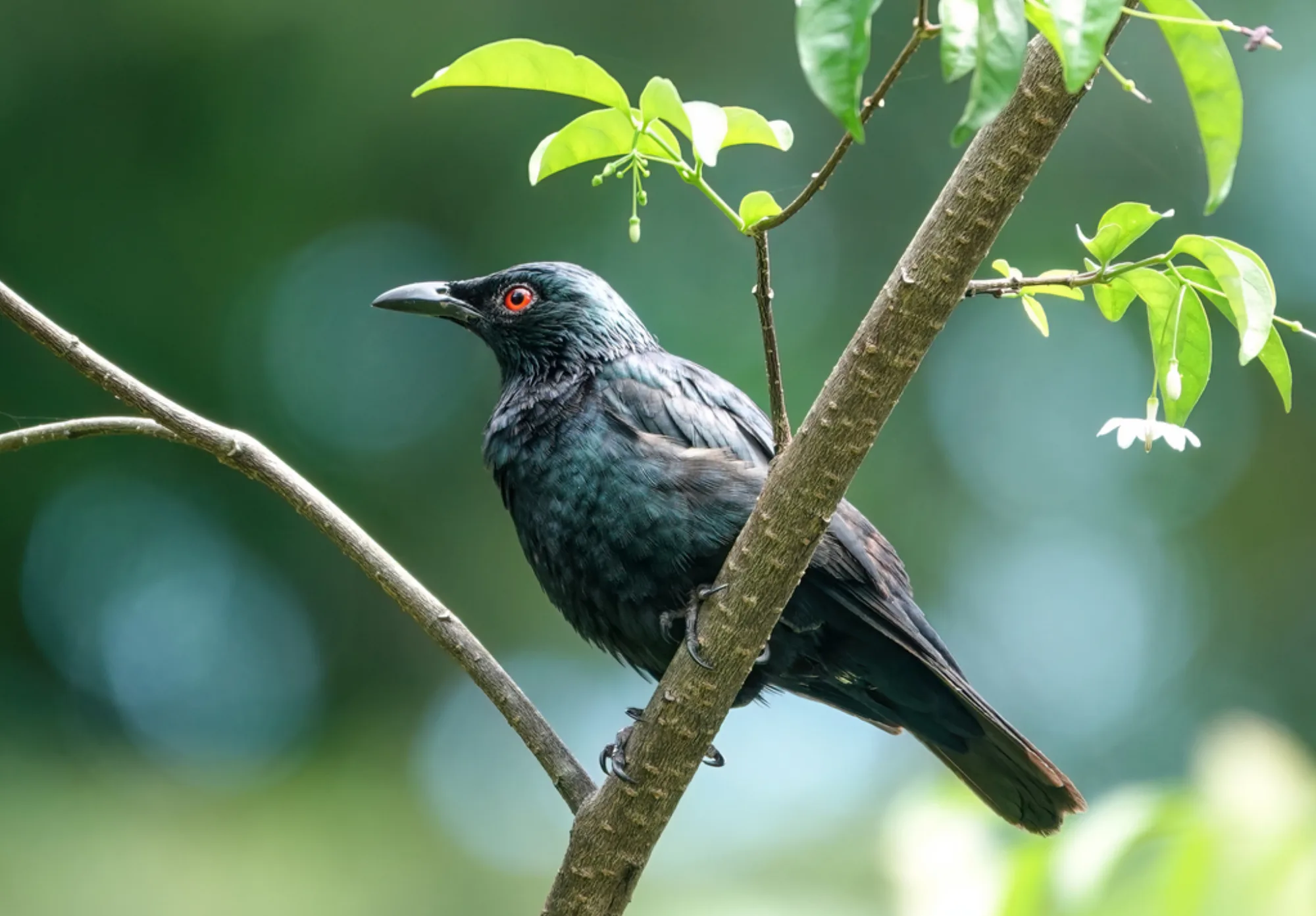 Asian Glossy Starling