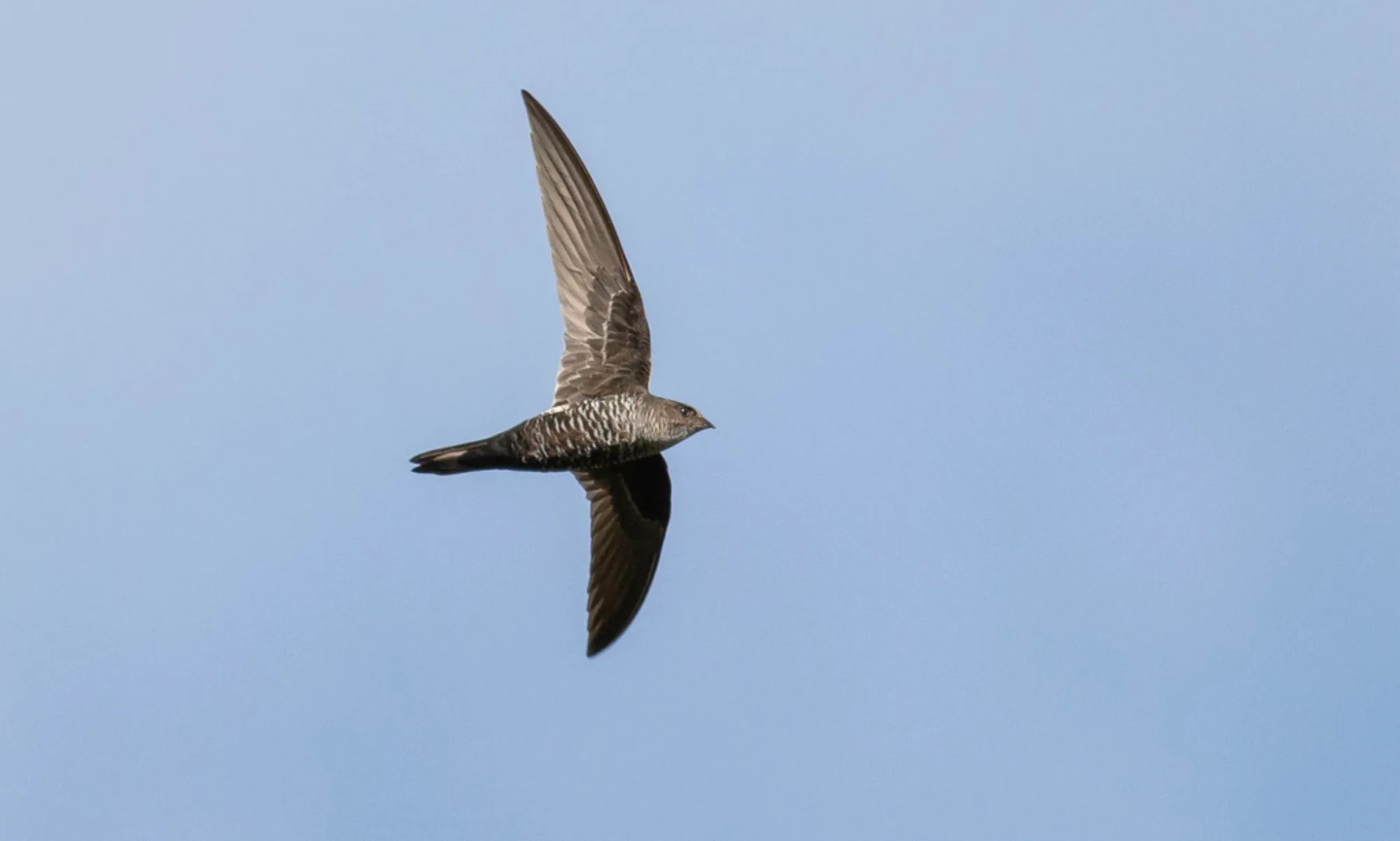 Cook's Swift