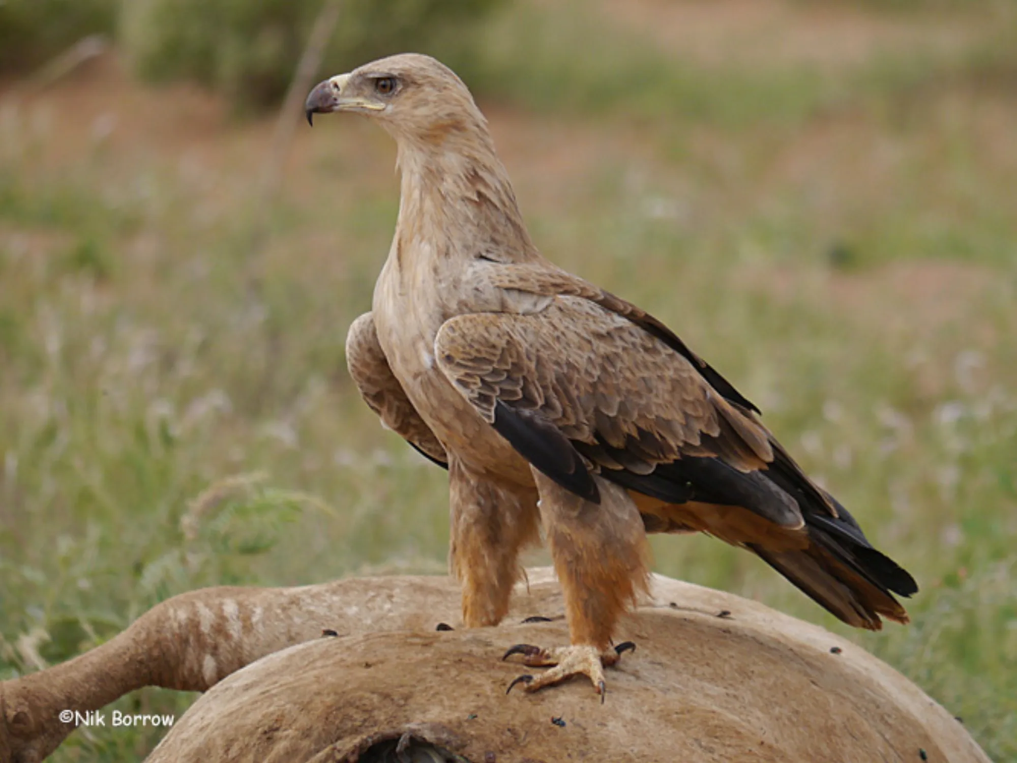Tawny Eagle