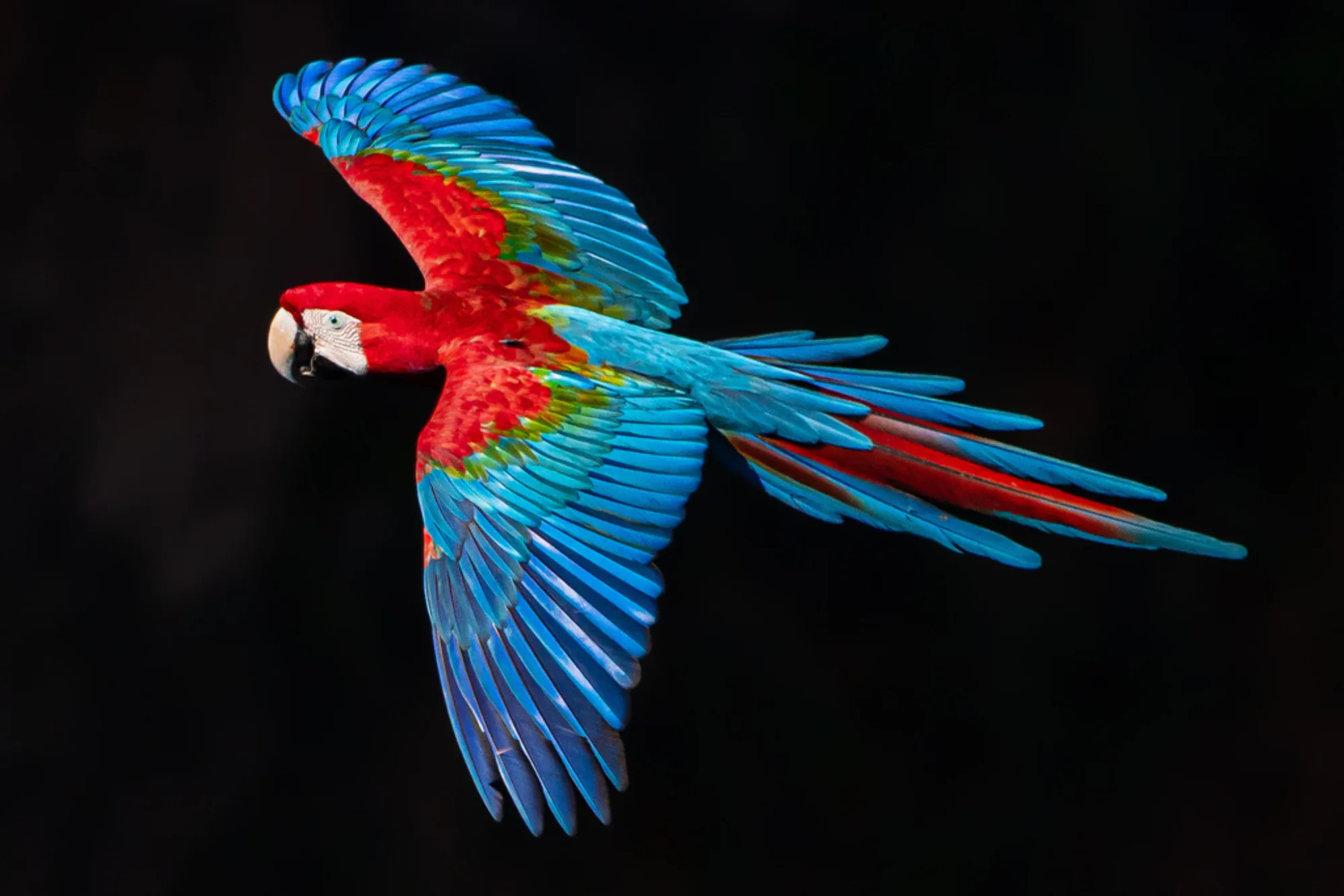 Red-and-green Macaw