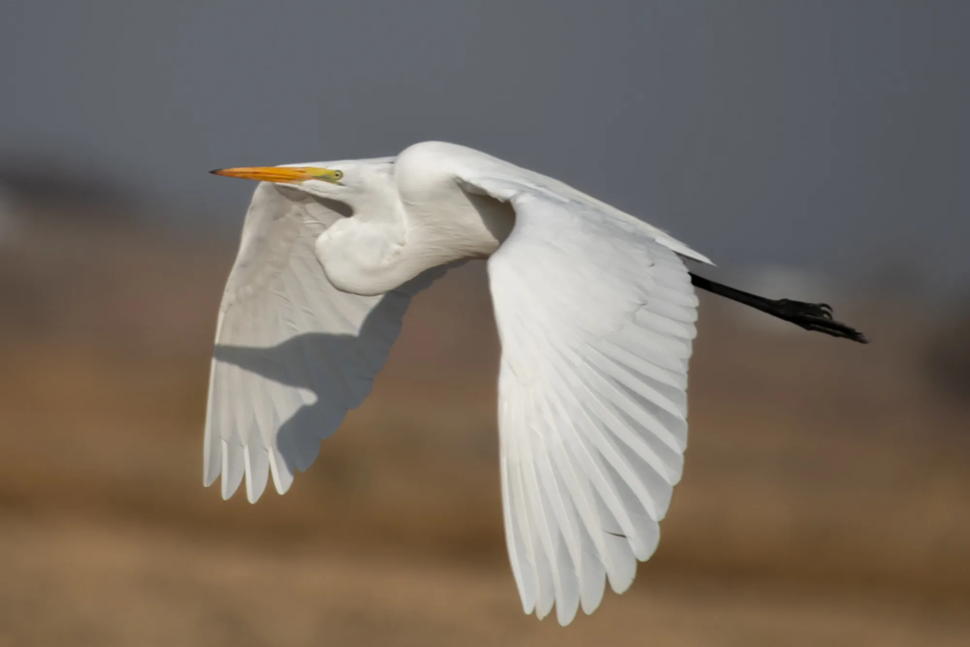 Great Egret