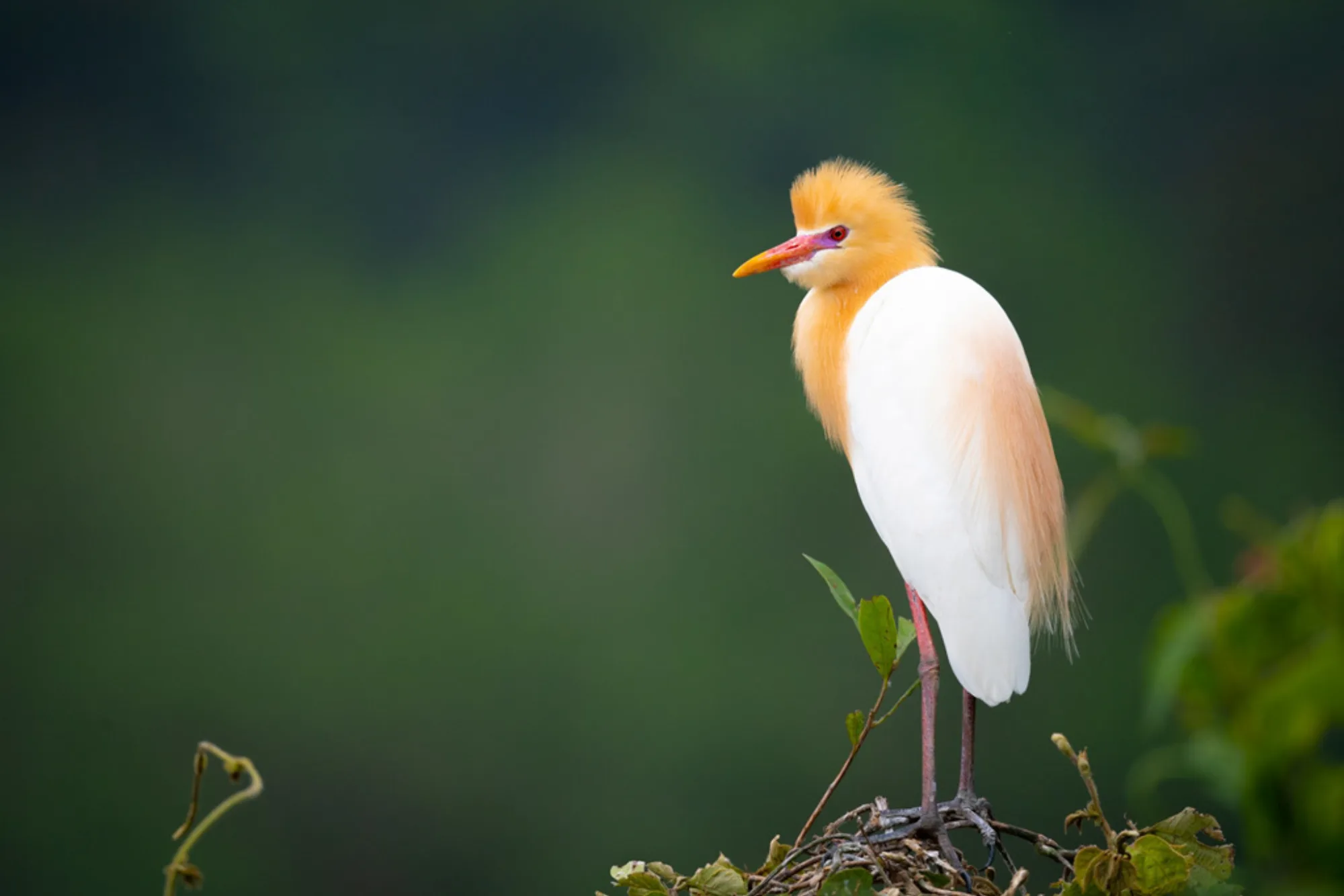 Ardea coromanda