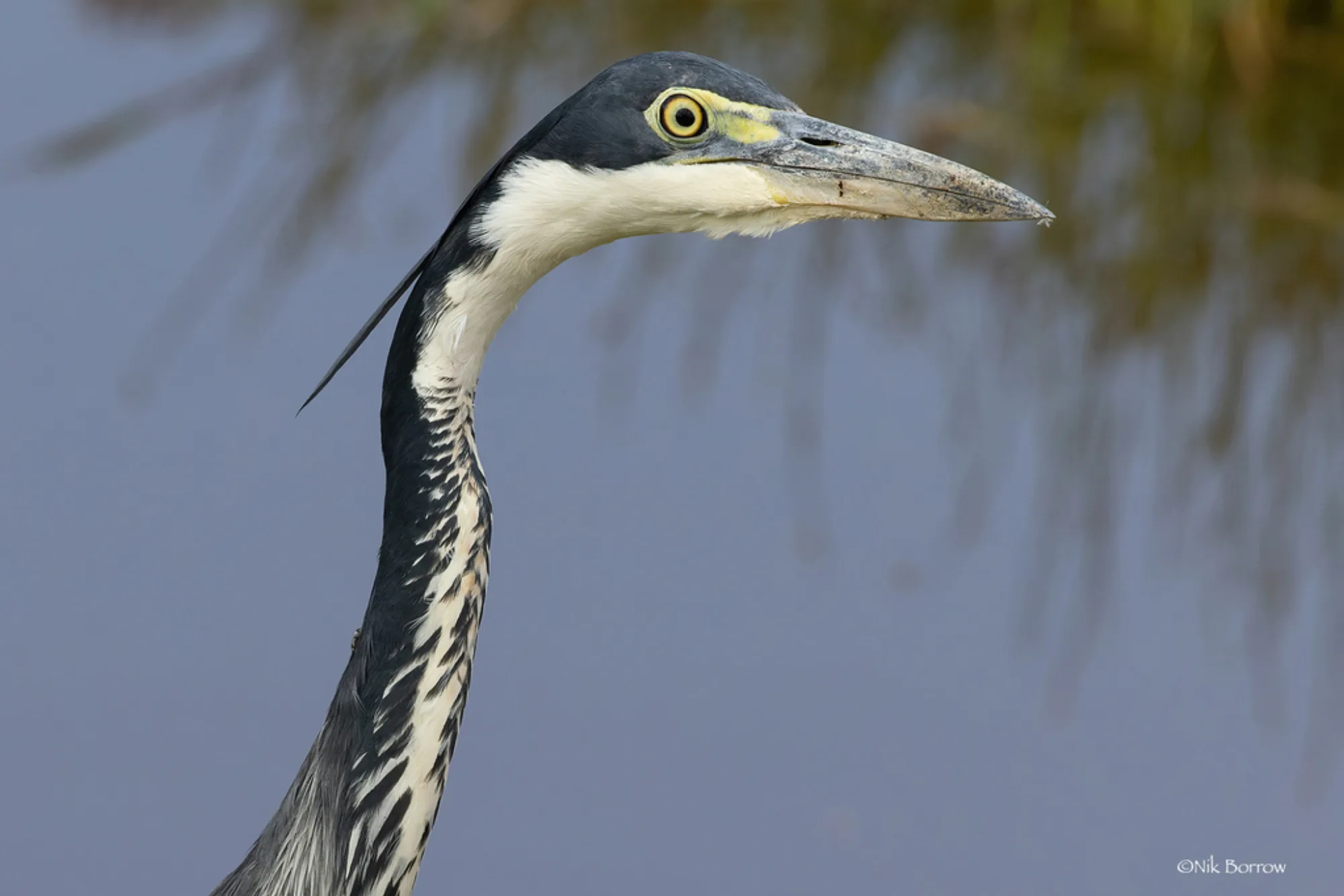 Black-headed Heron