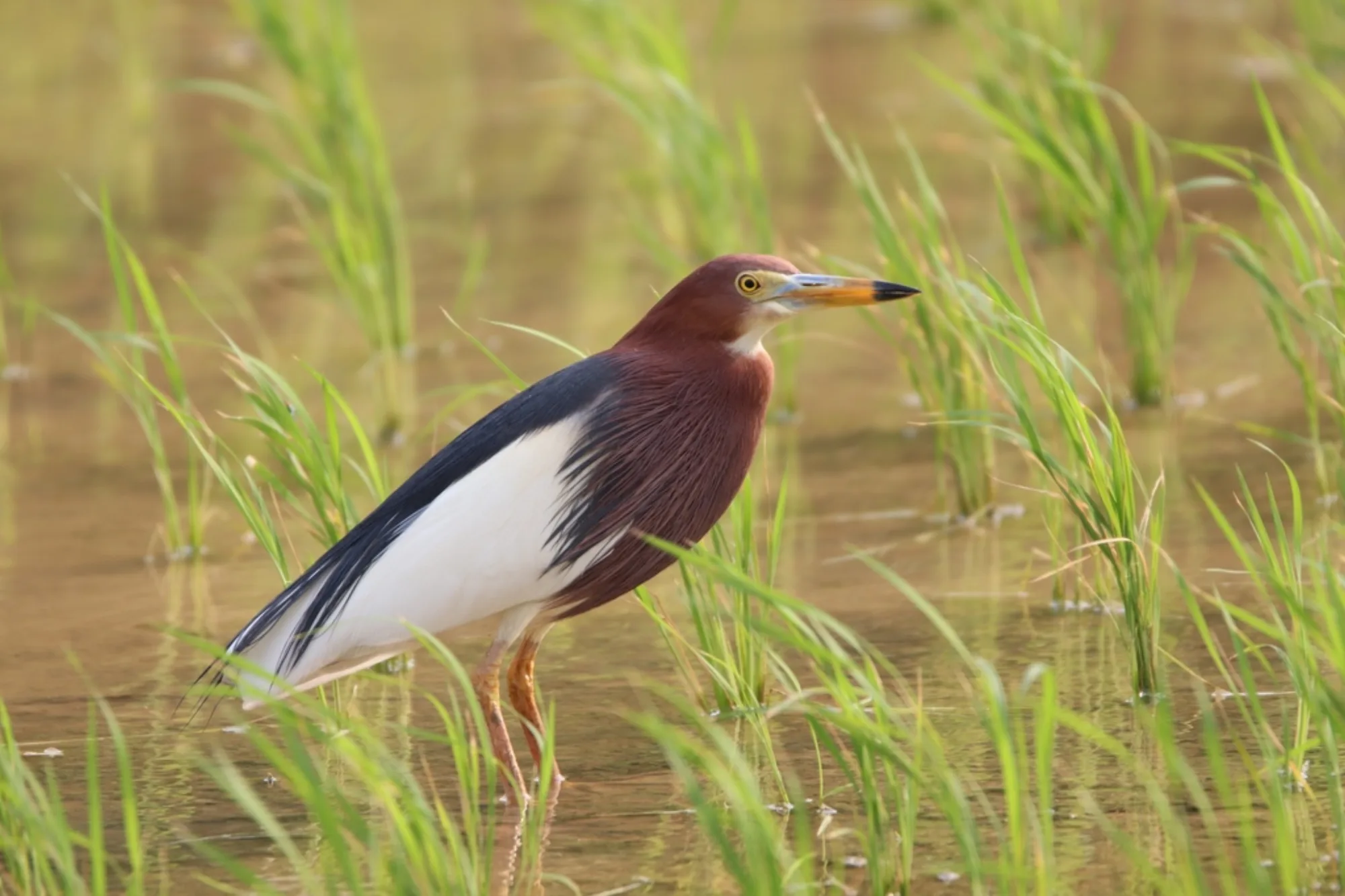 Chinese Pond Heron