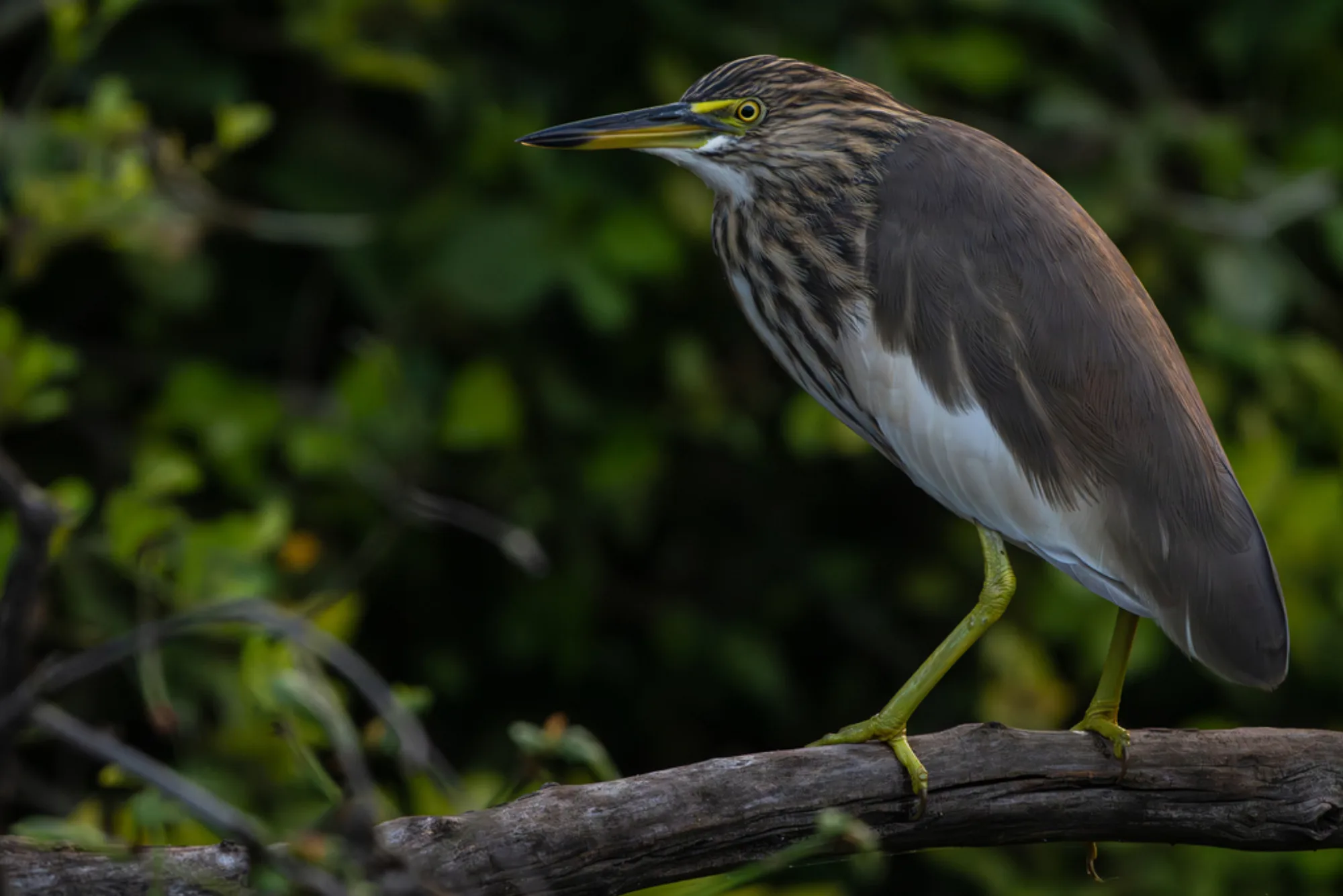 Indian Pond Heron