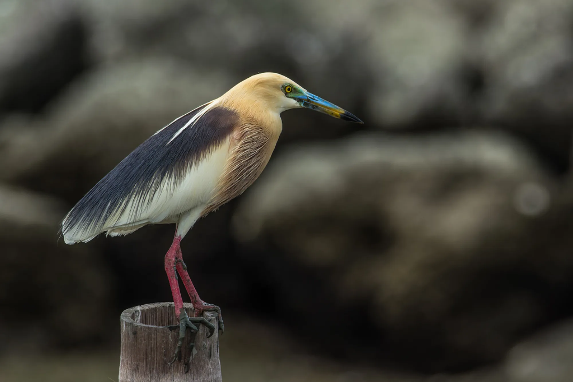 Javan Pond Heron