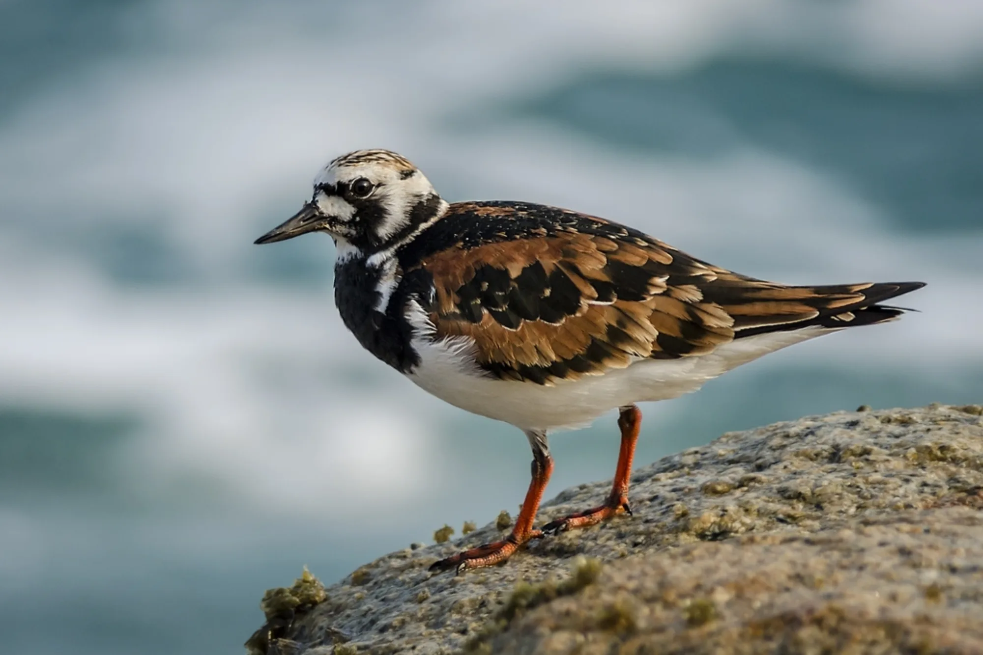 Ruddy Turnstone