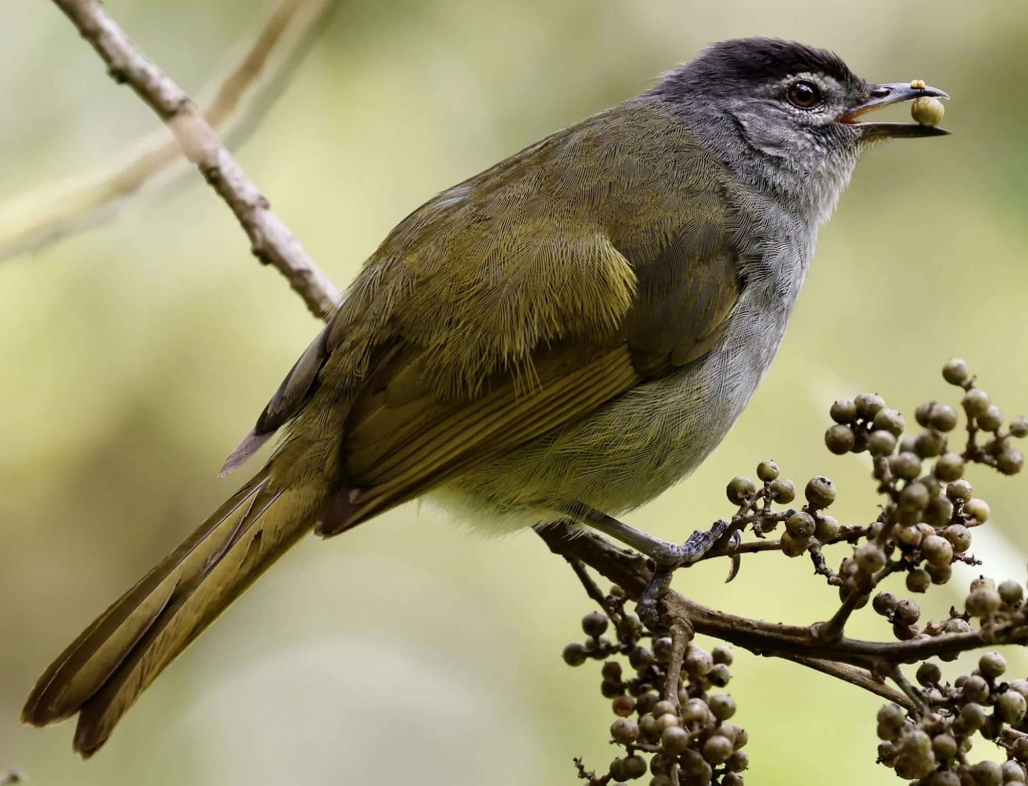 Mountain Greenbul