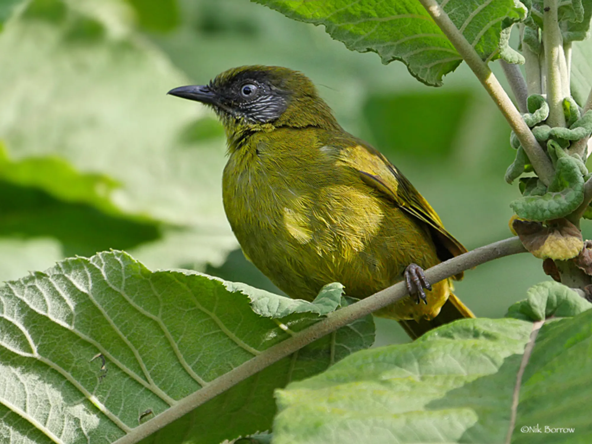 Stripe-faced Greenbul