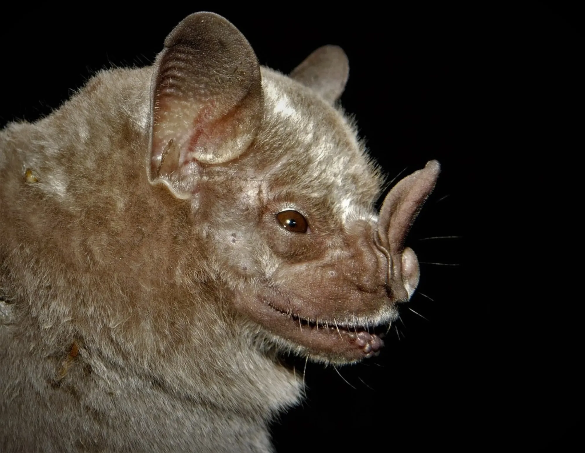 Jamaican Fruit-eating Bat