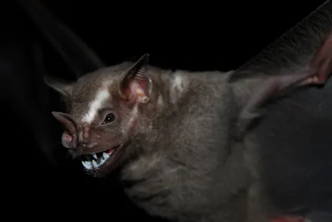 Great Fruit-eating Bat