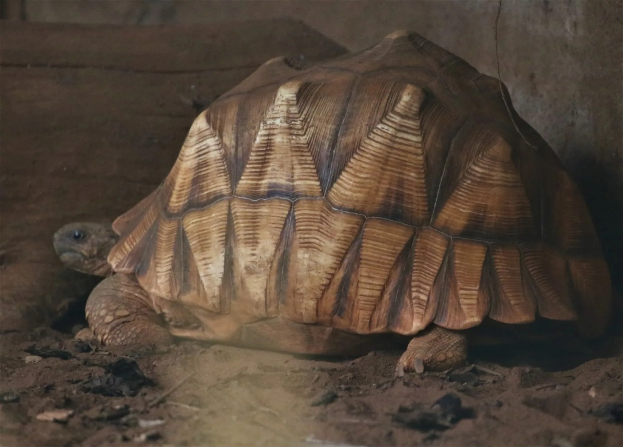 Angonoka Tortoise