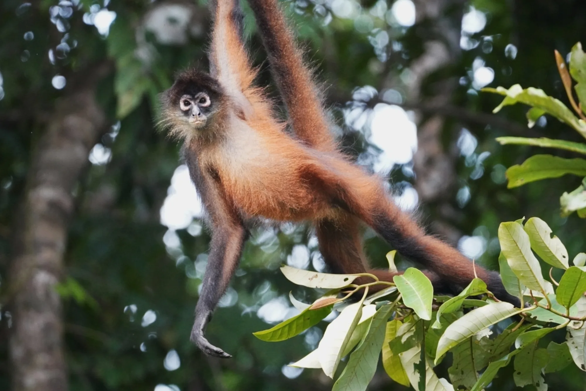 Black-handed Spider Monkey