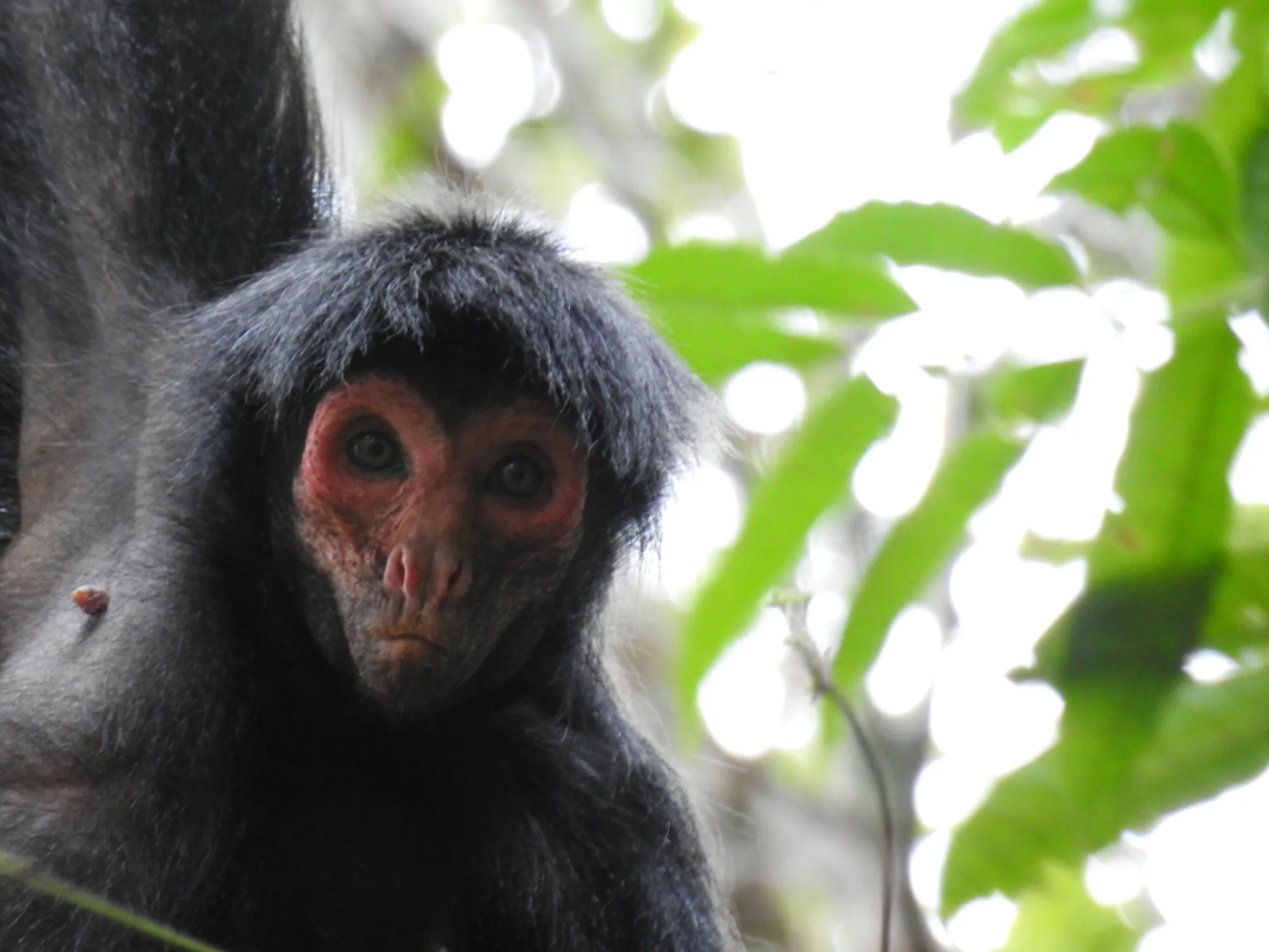 Red-faced Spider Monkey