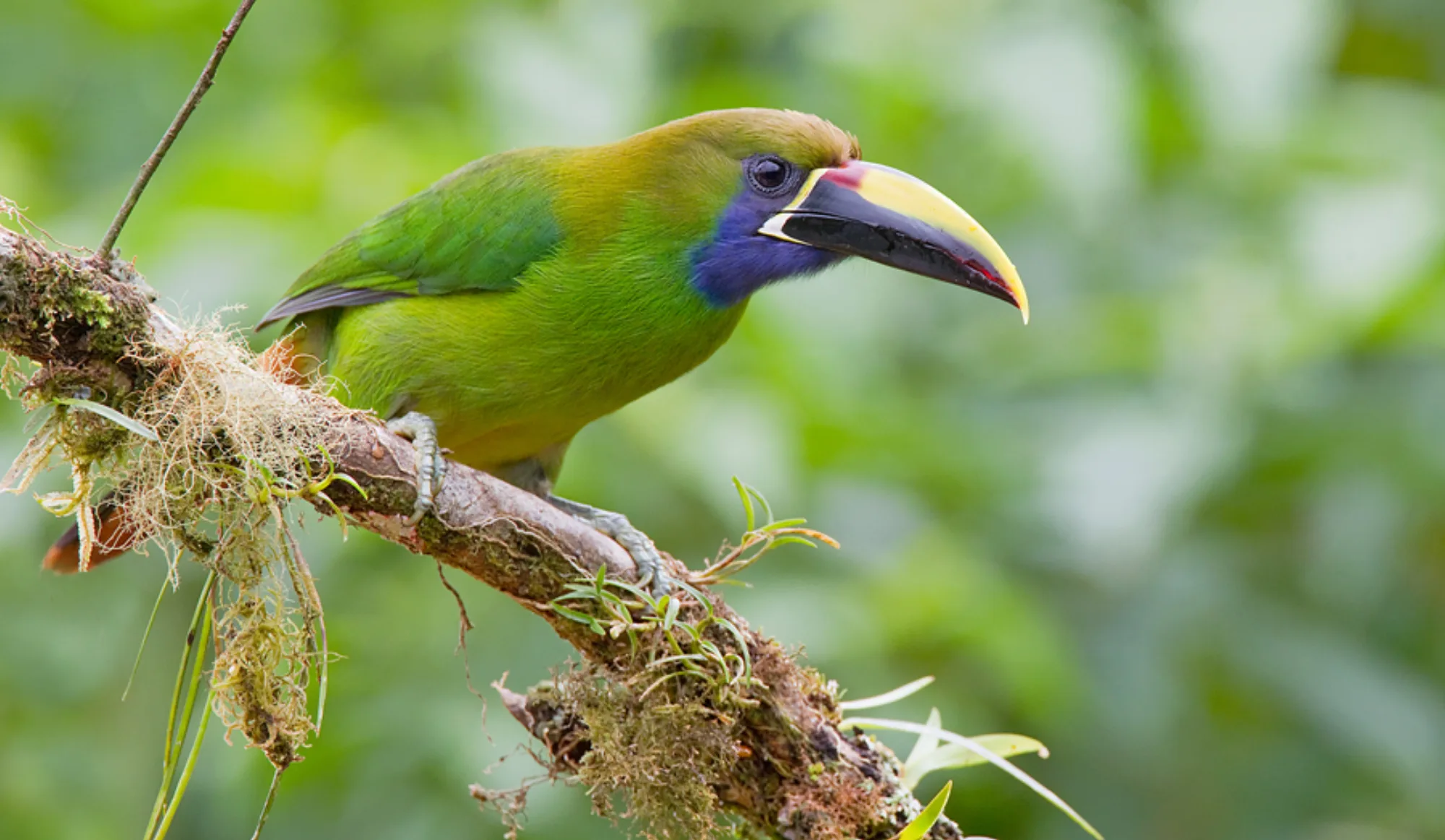 Emerald Toucanet