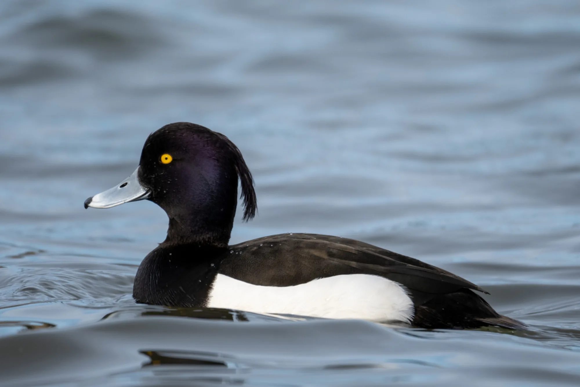 Tufted Duck