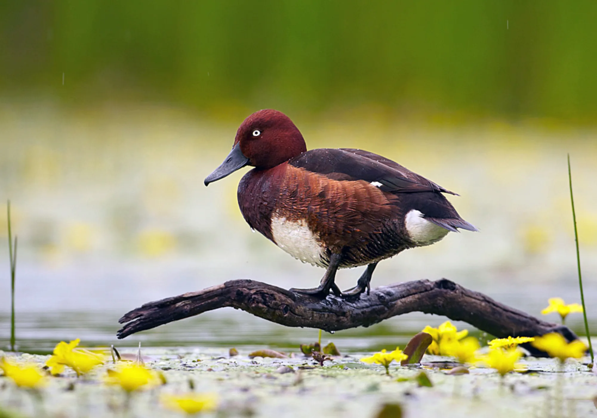 Ferruginous Duck
