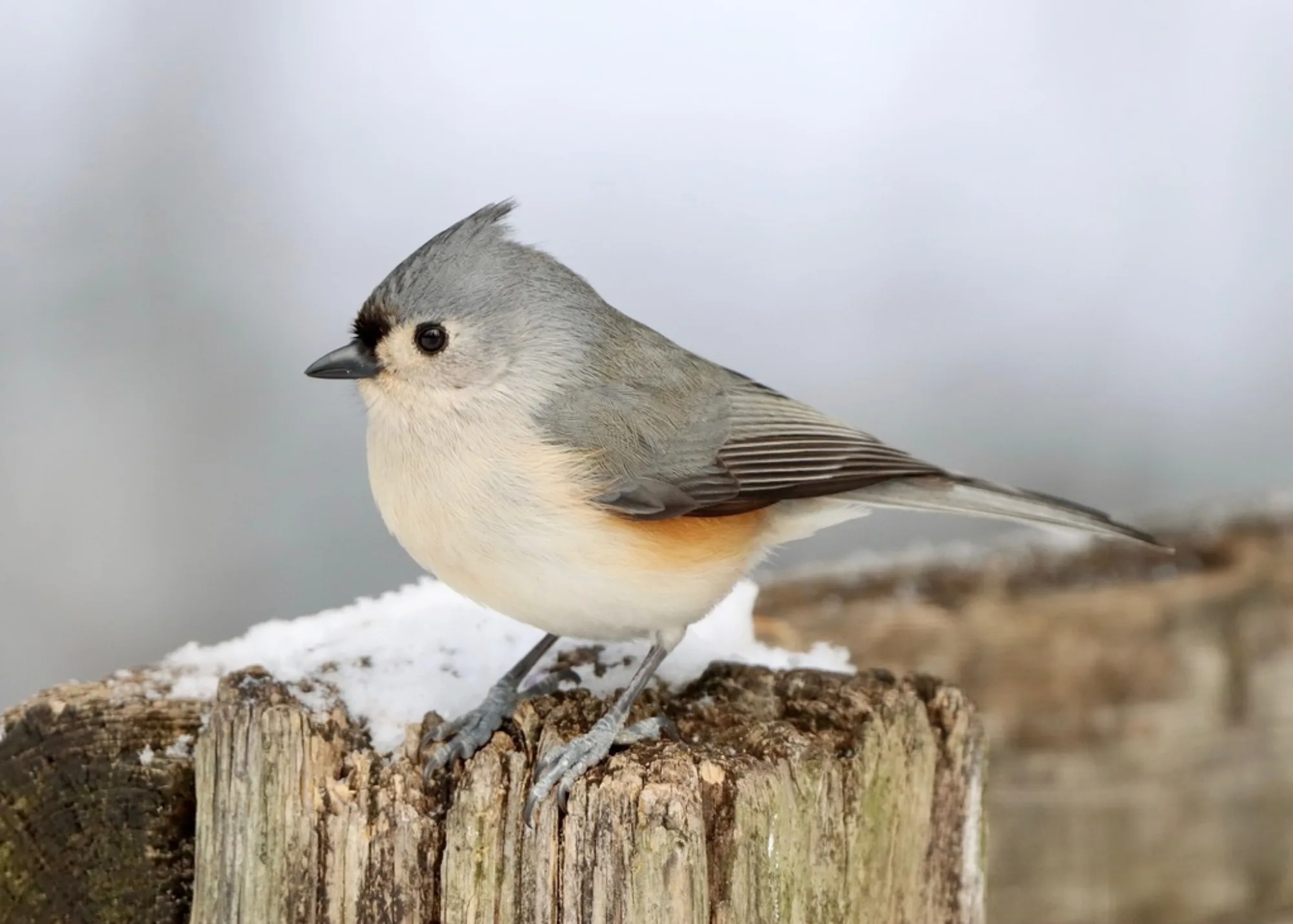Tufted Titmouse