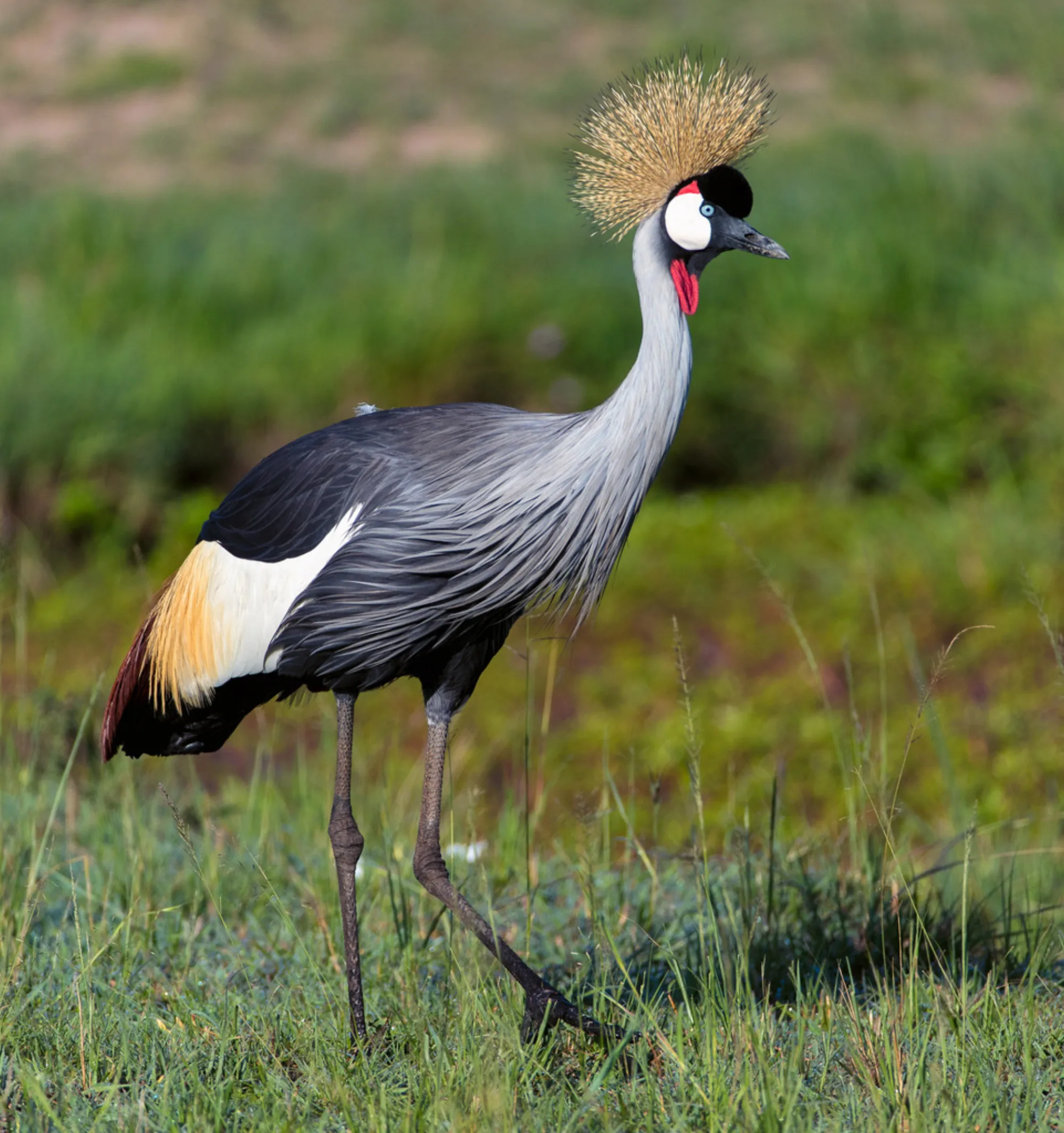 Grey Crowned Crane