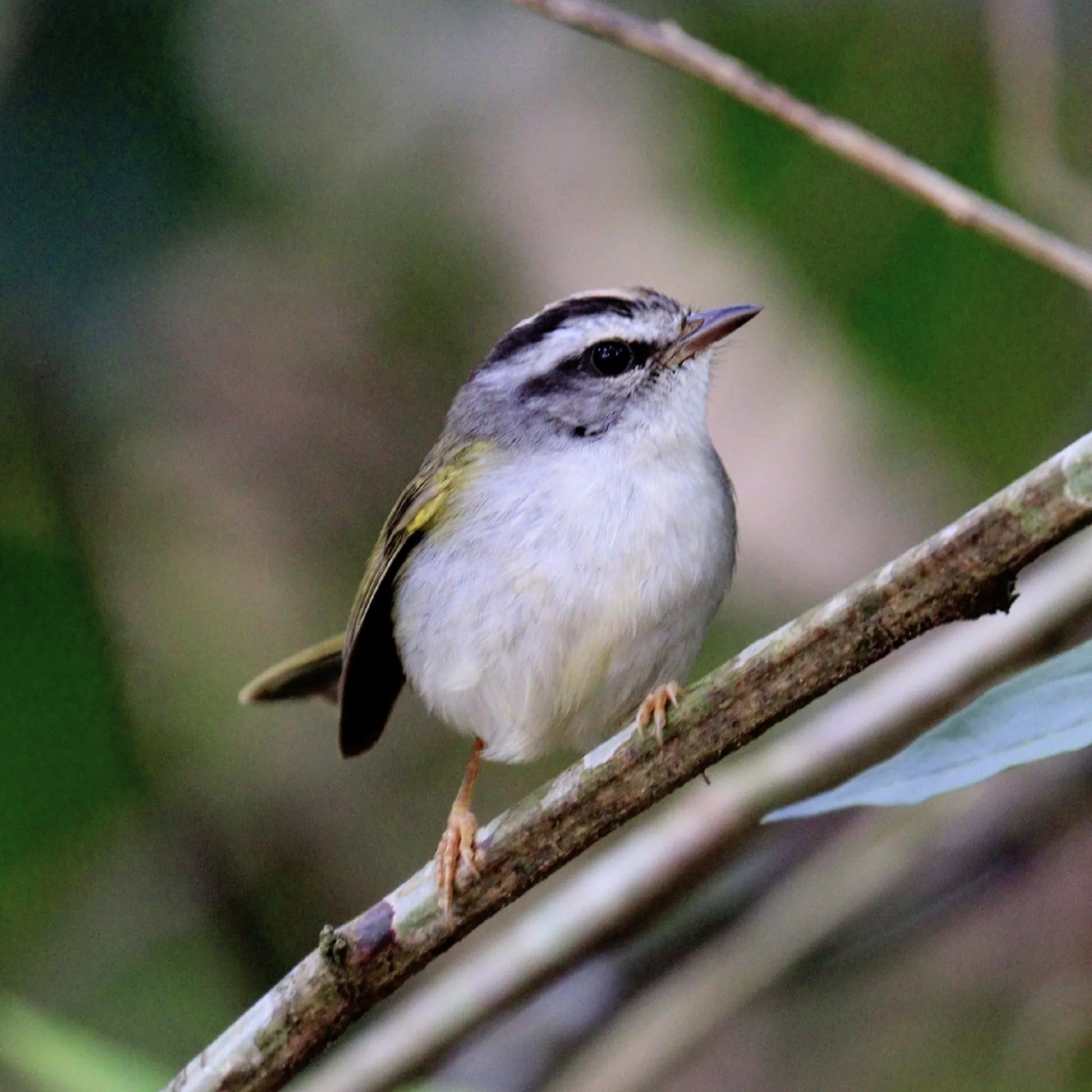 Golden-crowned Warbler