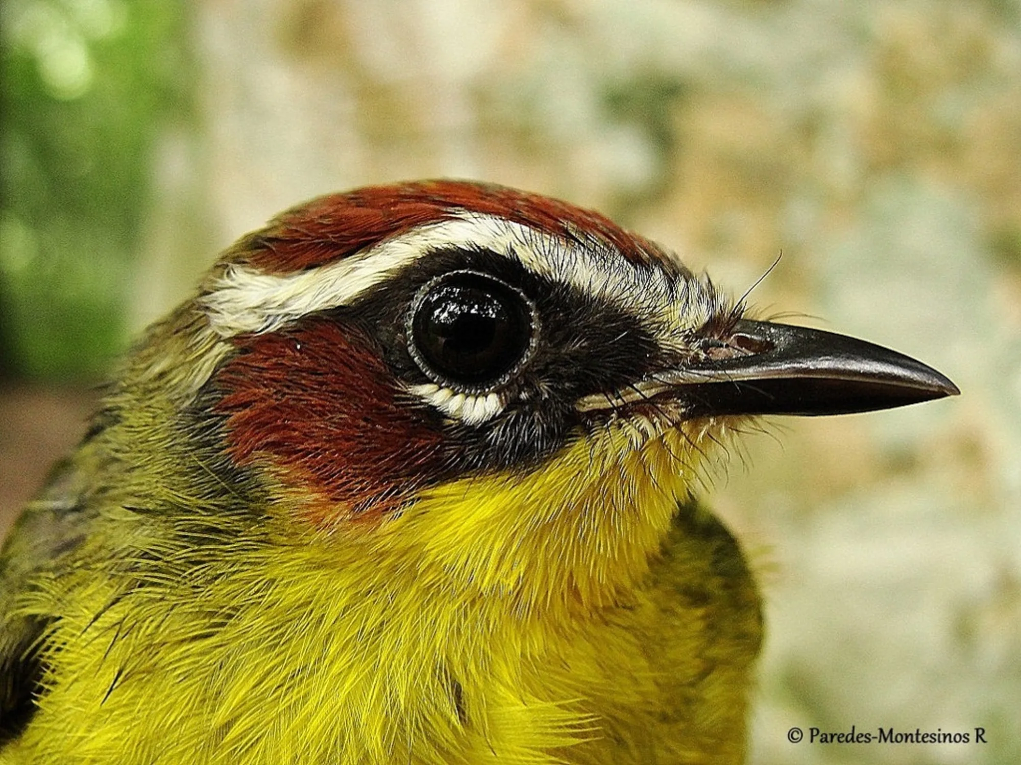 Chestnut-capped Warbler
