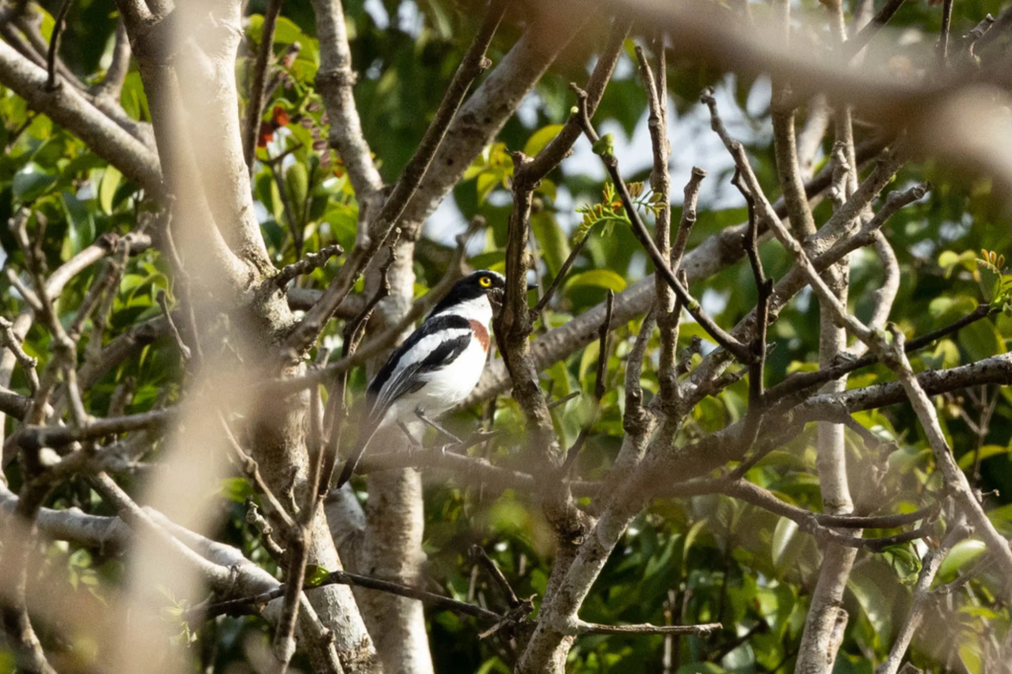 Black-headed Batis