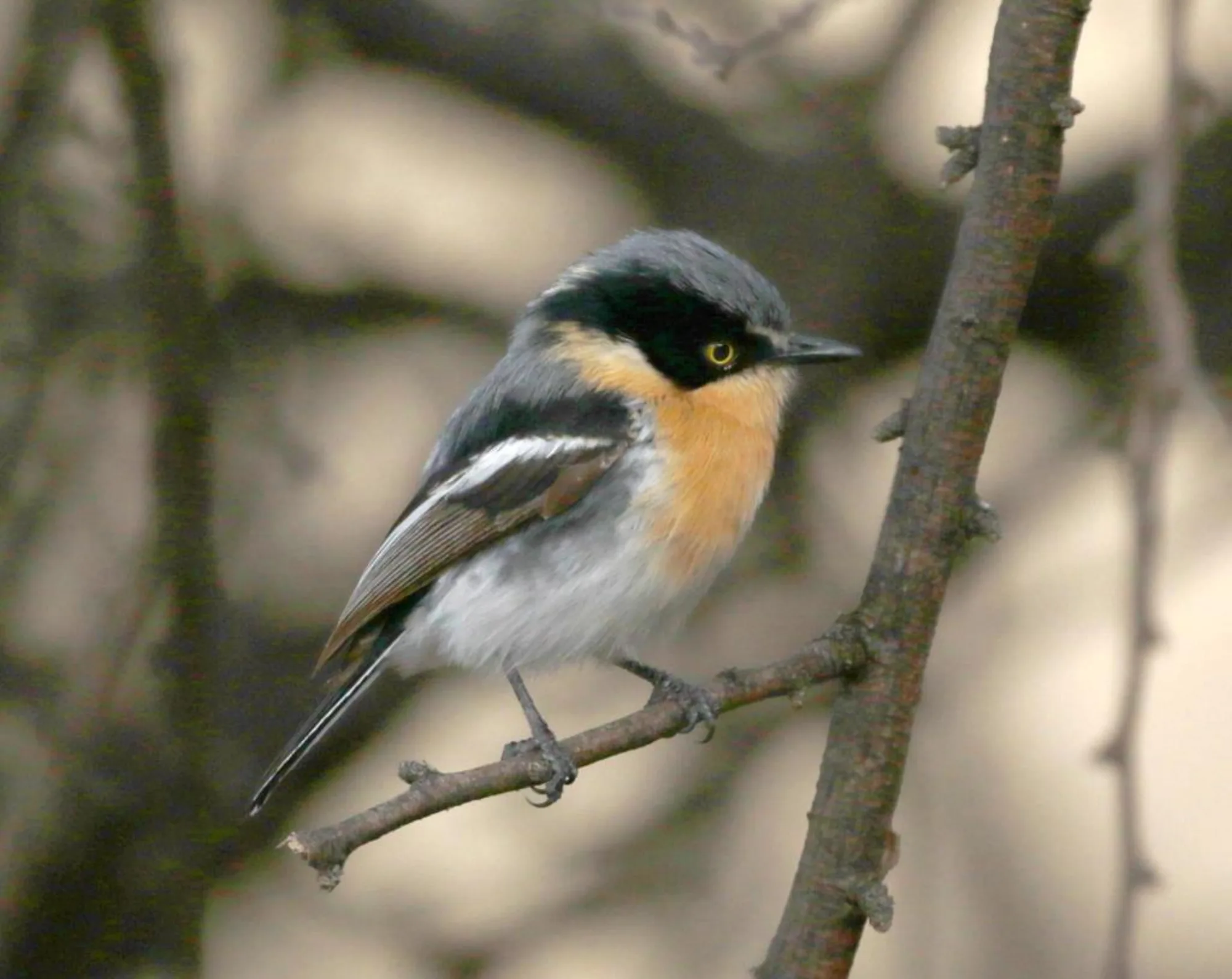 Pririt Batis