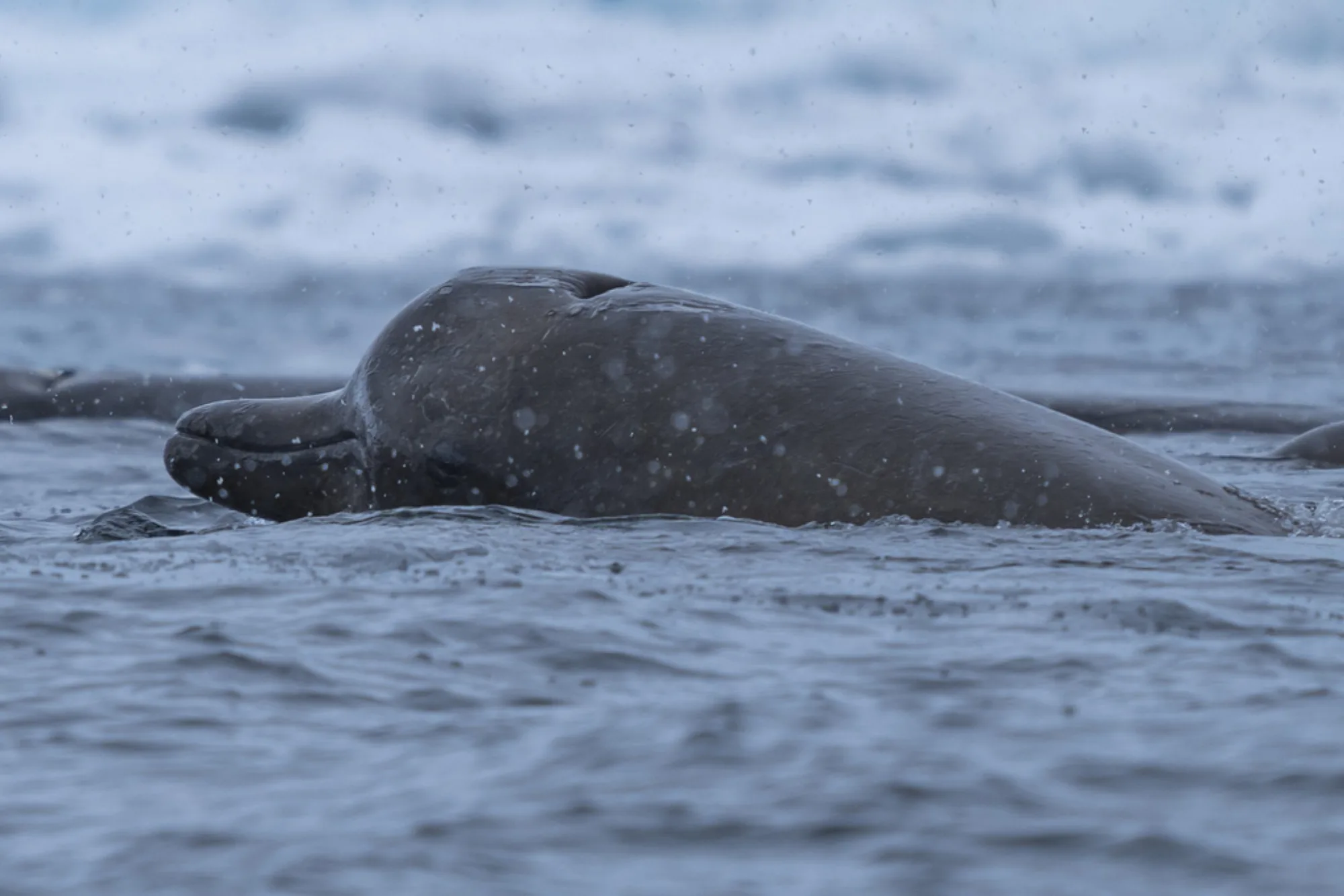 Arnoux's Beaked Whale