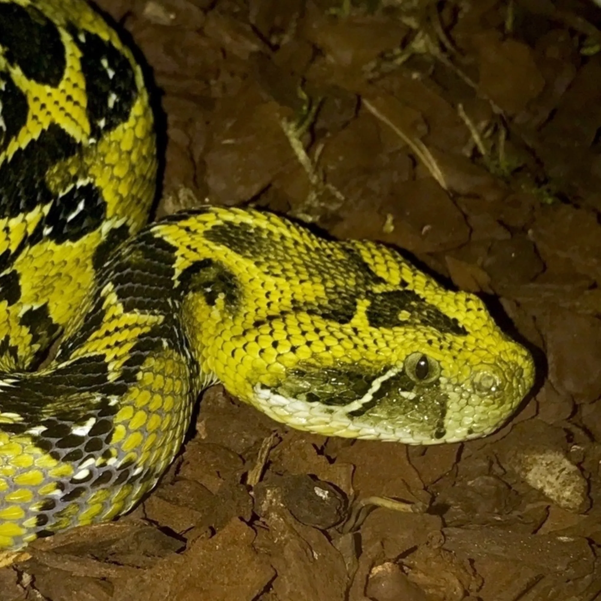 Bale Mountains Adder