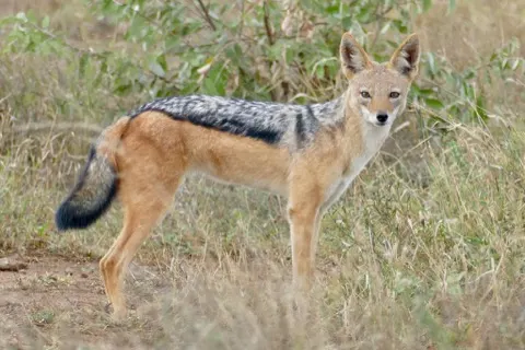 Black-backed Jackal