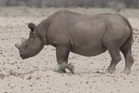 Black Rhinoceros