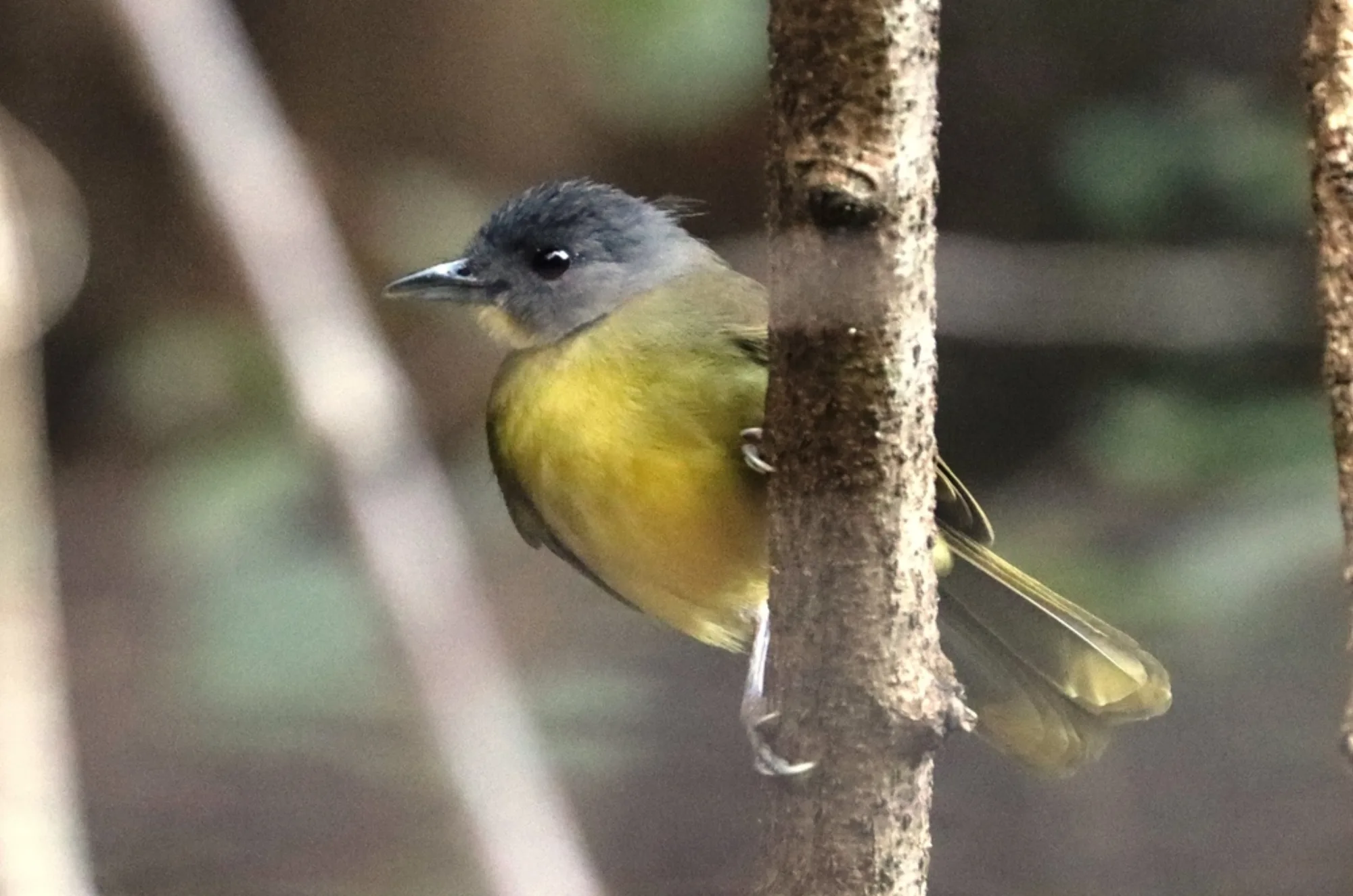 Grey-headed Bristlebill