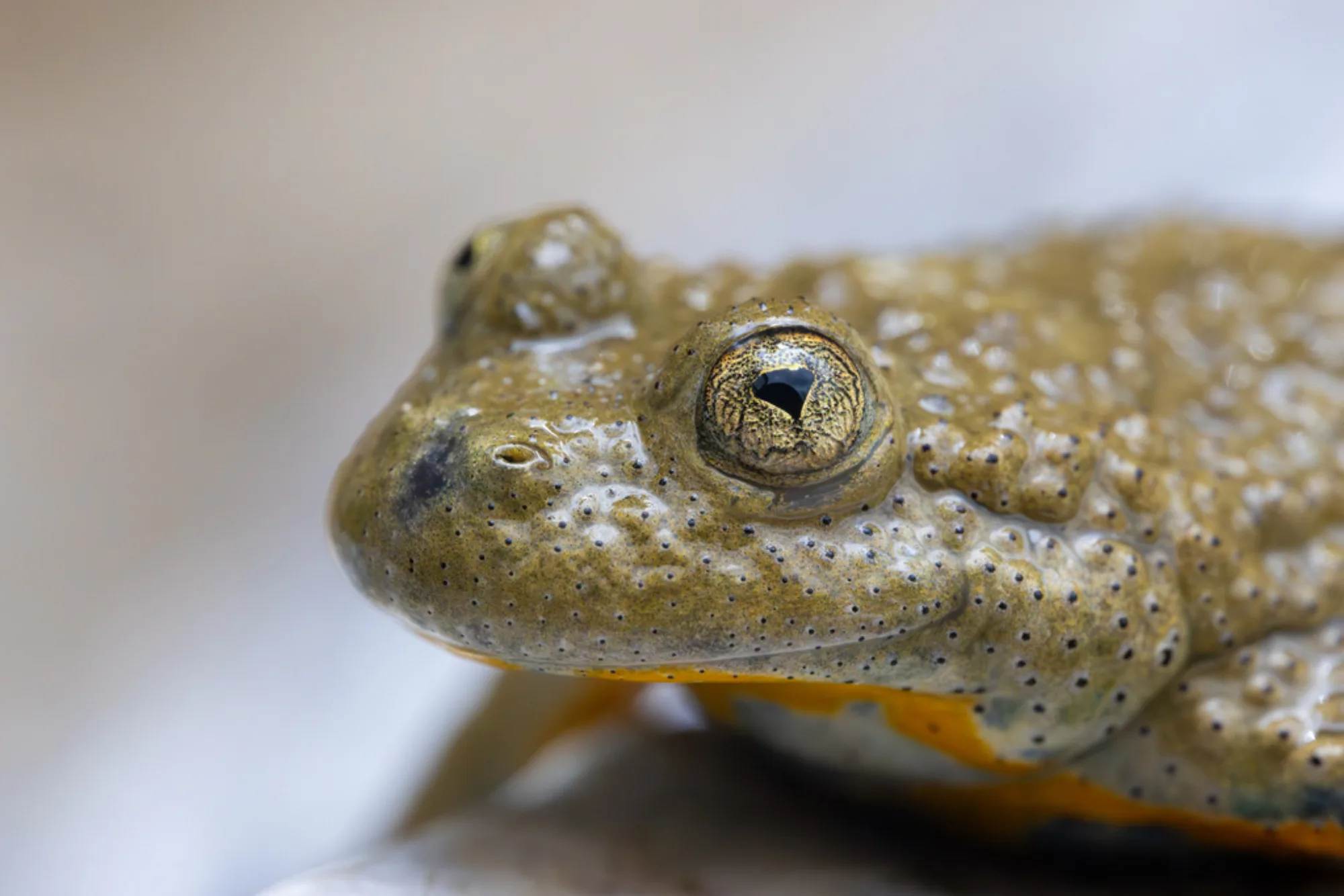 Yellow-bellied Toad