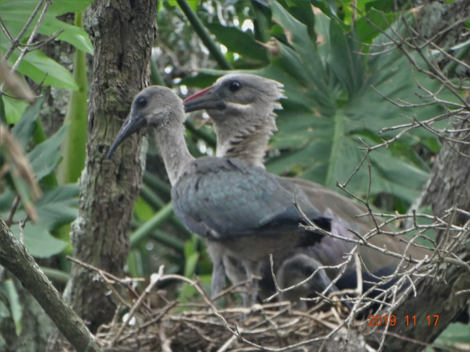 Hadada Ibis