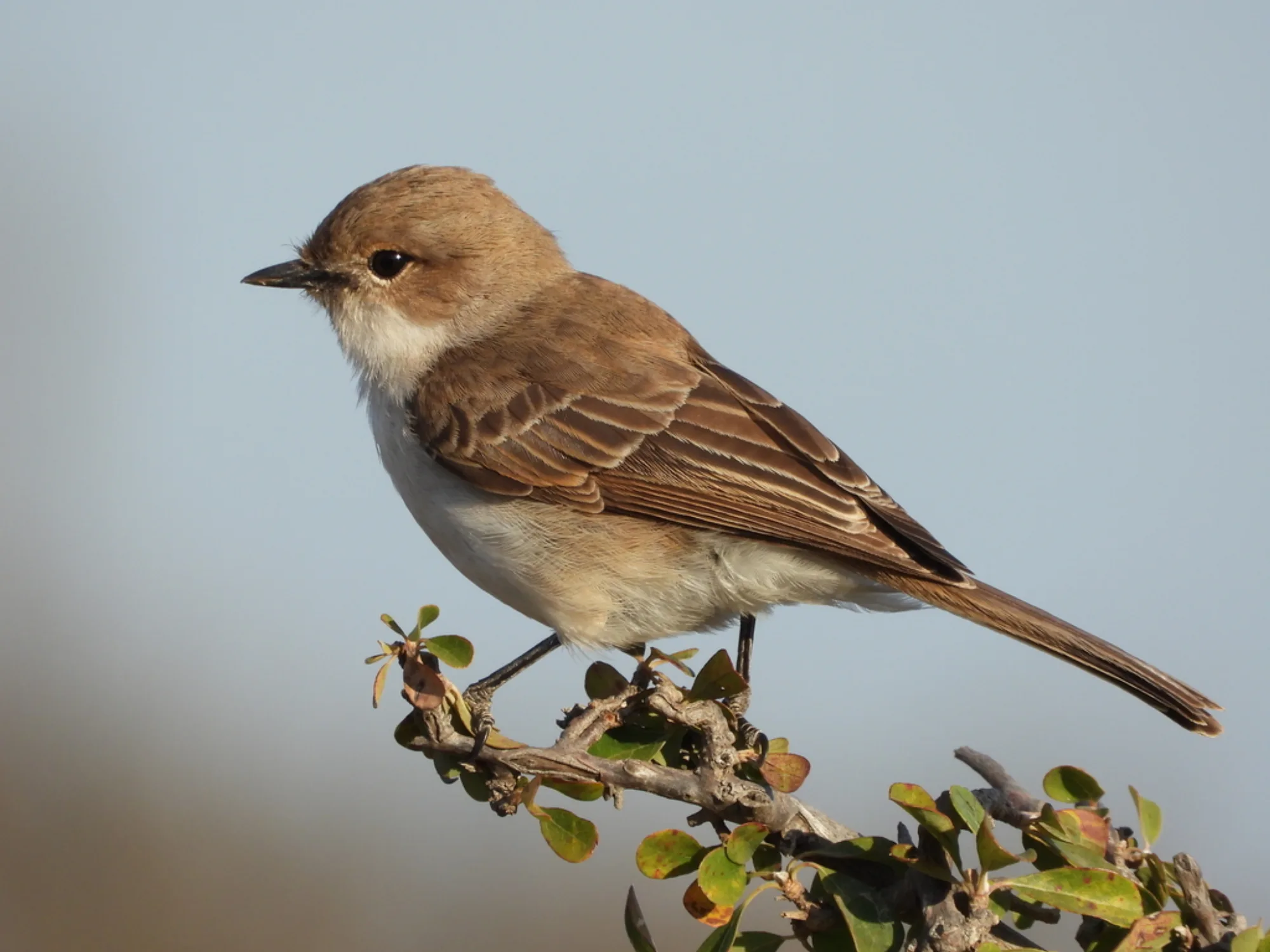 Marico Flycatcher