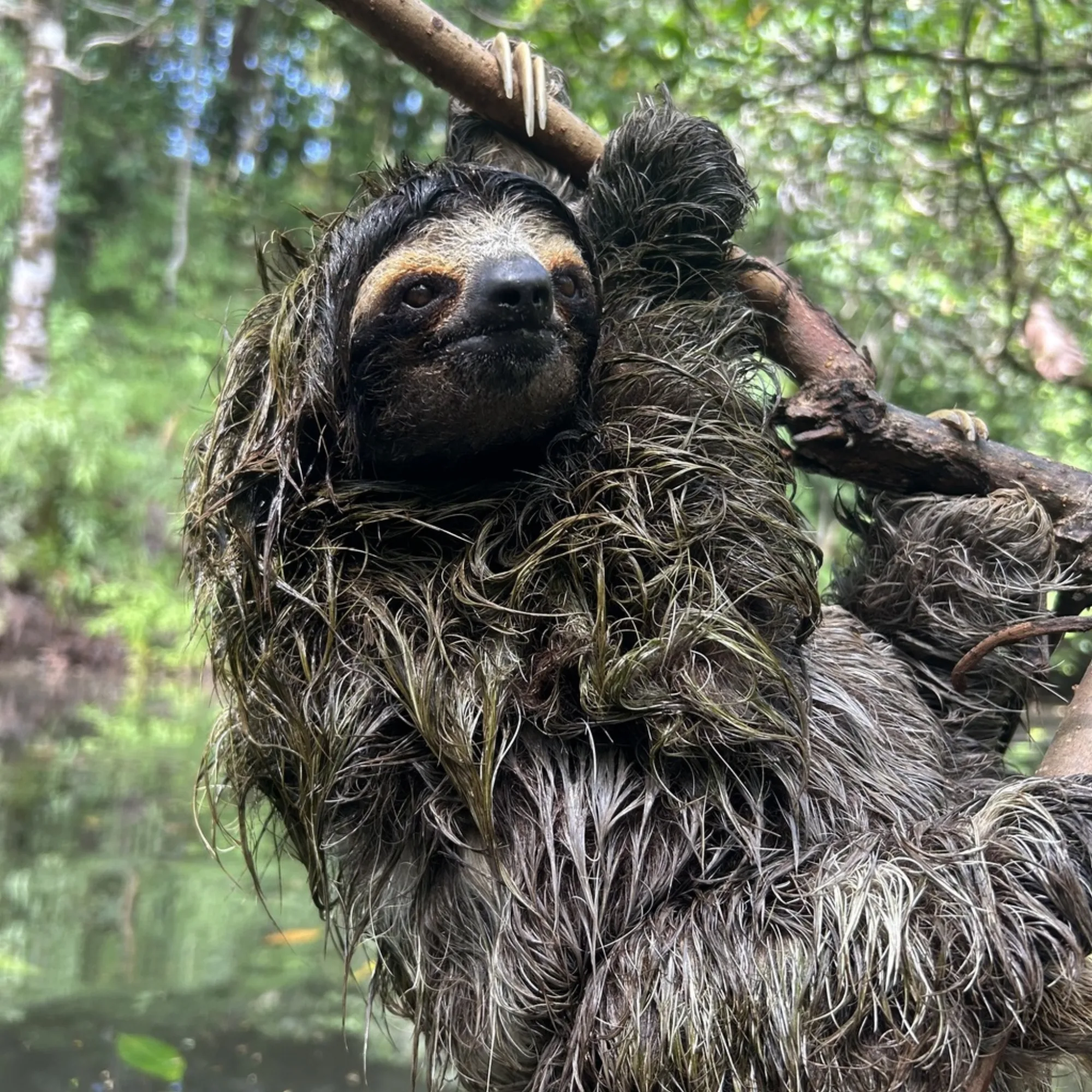 Pygmy Three-toed Sloth