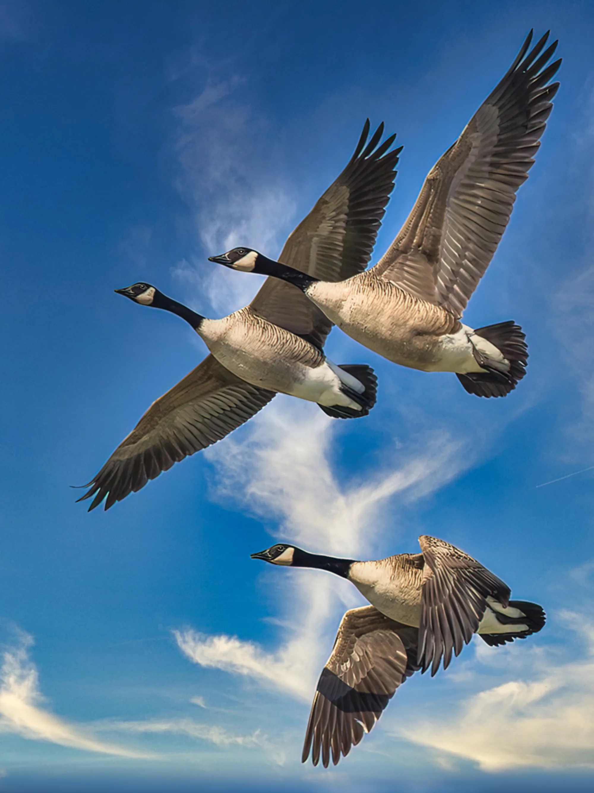 Canada Goose