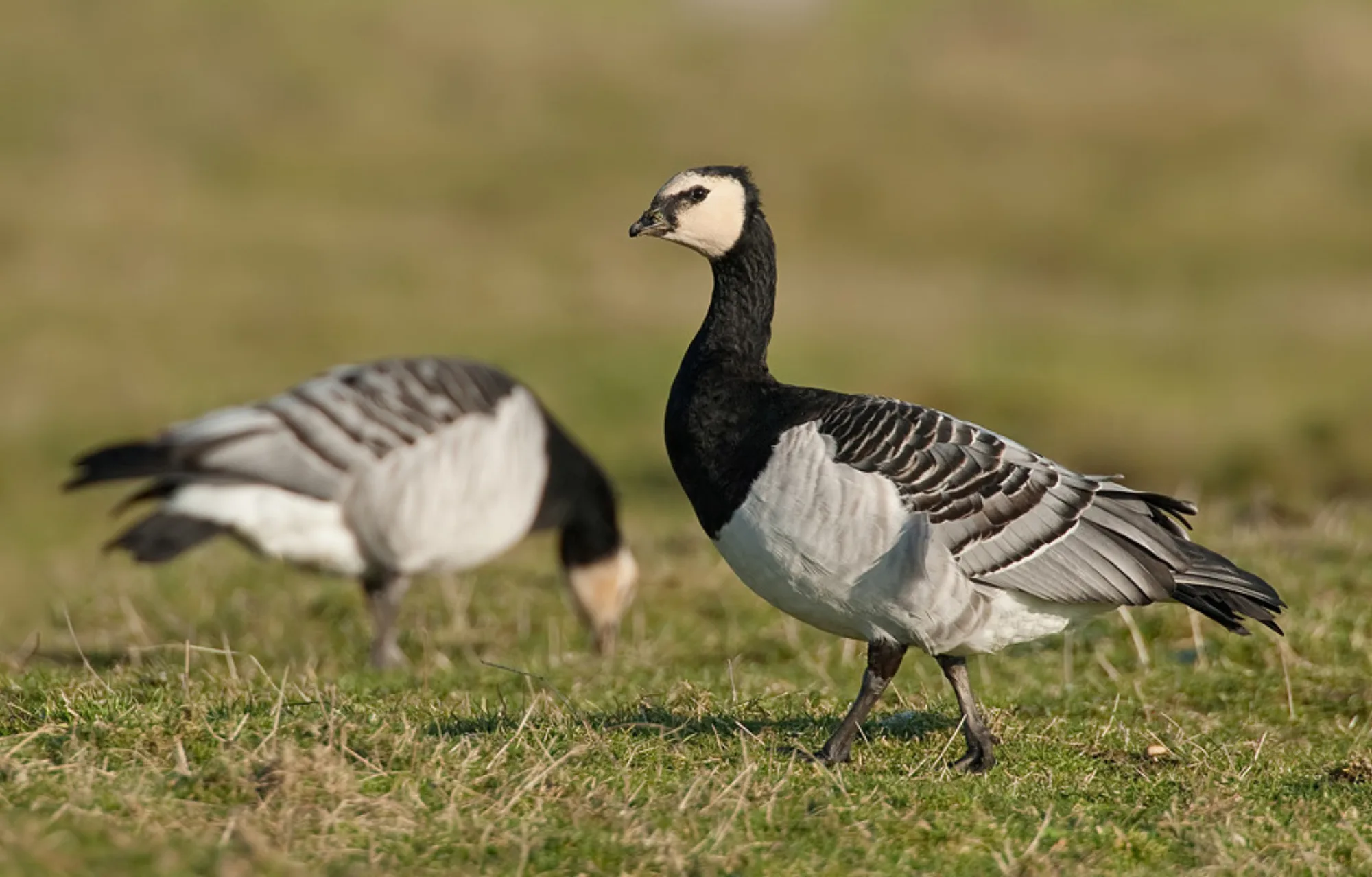 Barnacle Goose