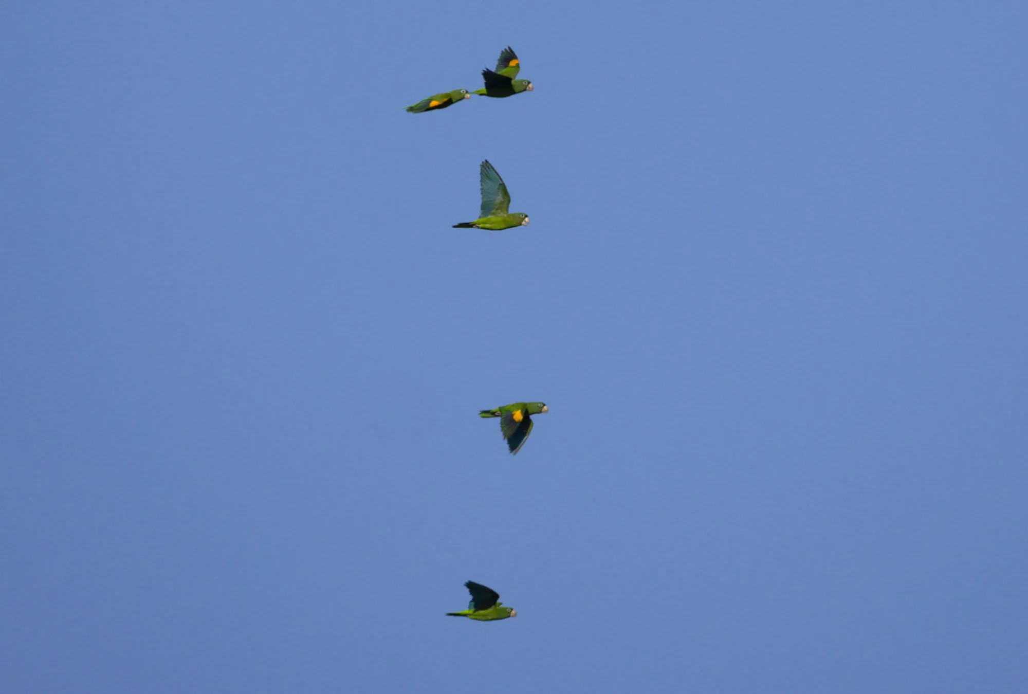 Golden-winged Parakeet