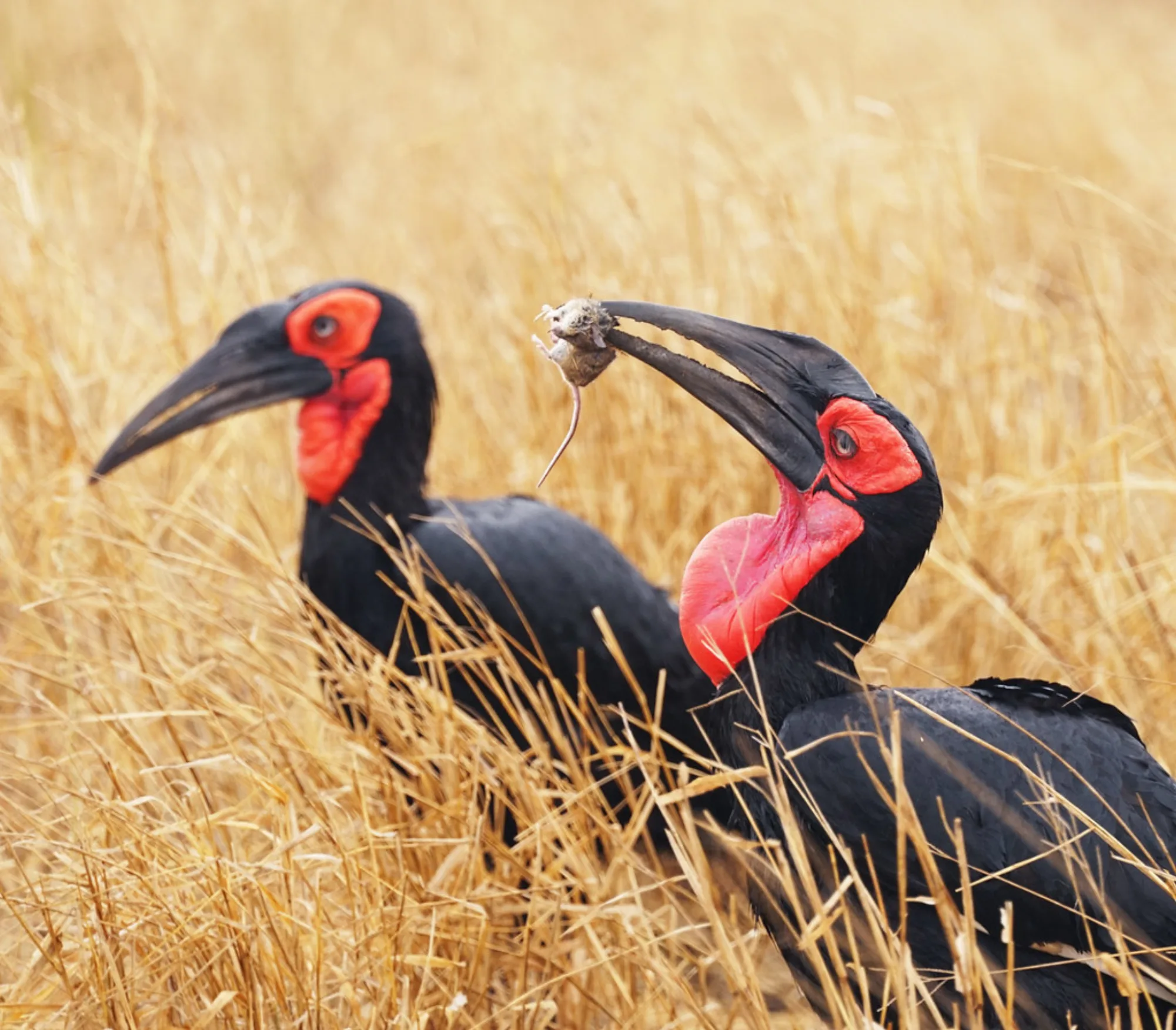 Southern Ground-Hornbill