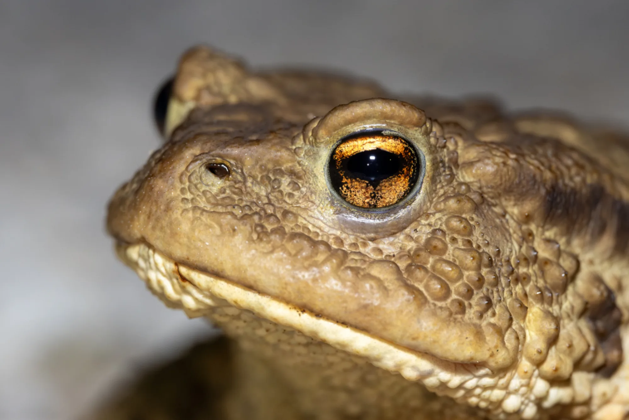 Common Toad