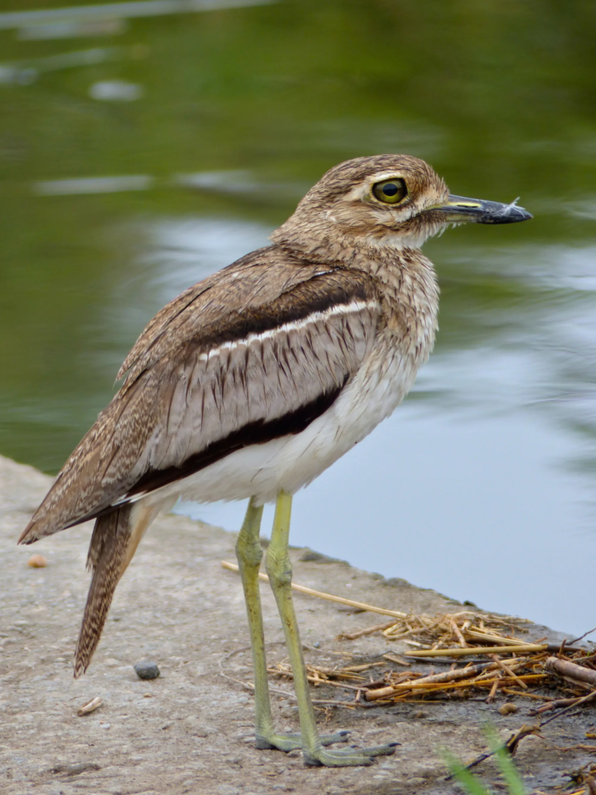 Water Thick-knee