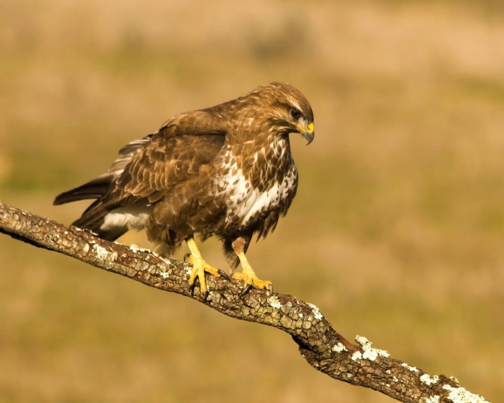 Common Buzzard