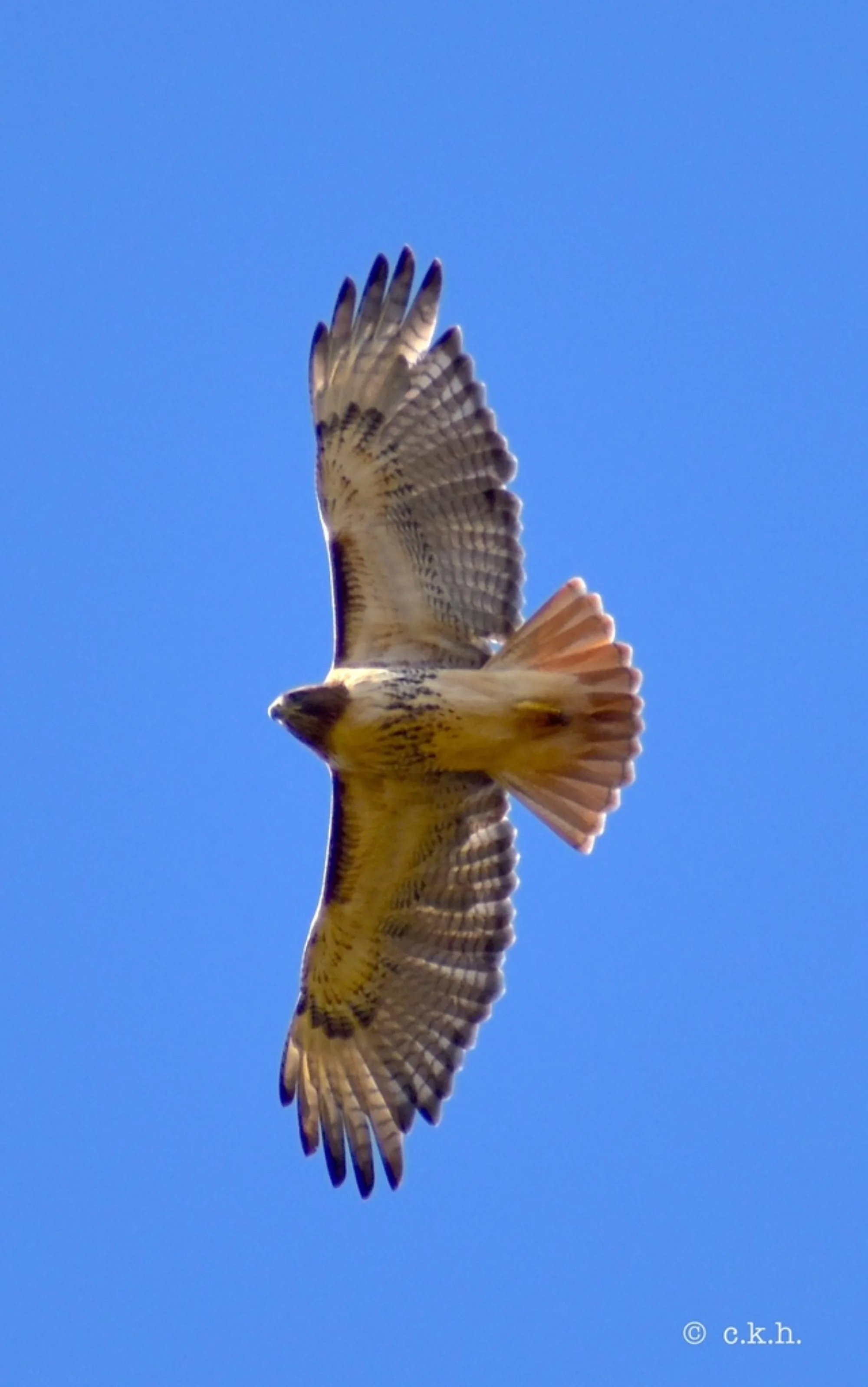 Red-tailed Hawk