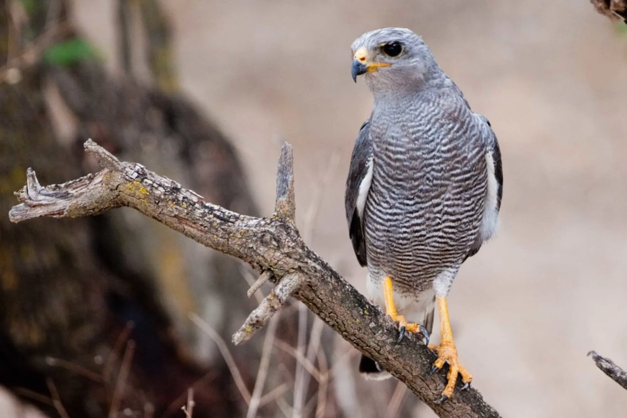 Grey Hawk