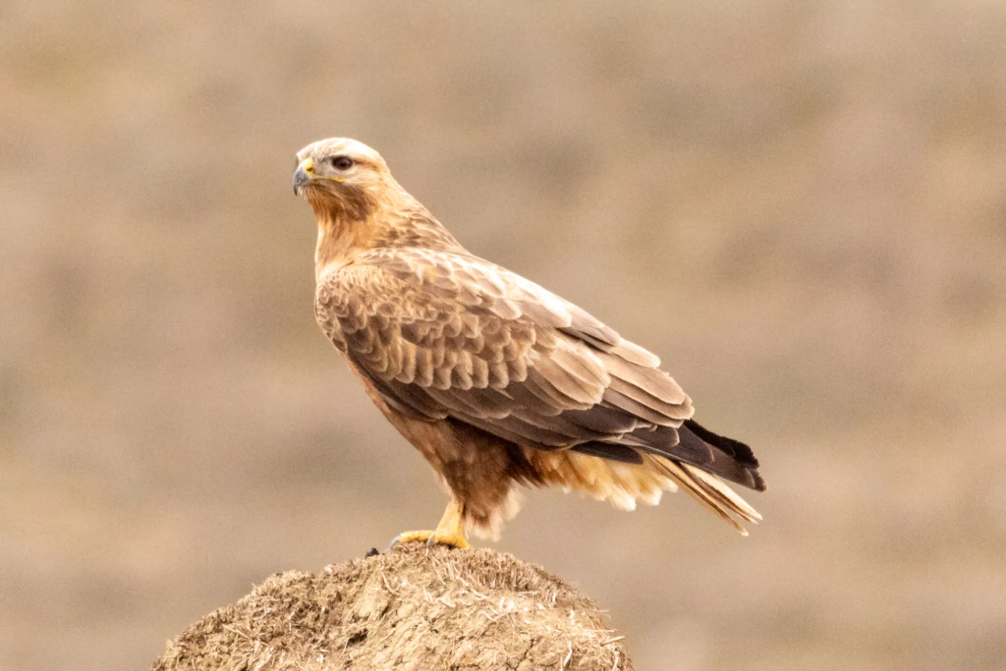 Long-legged Buzzard